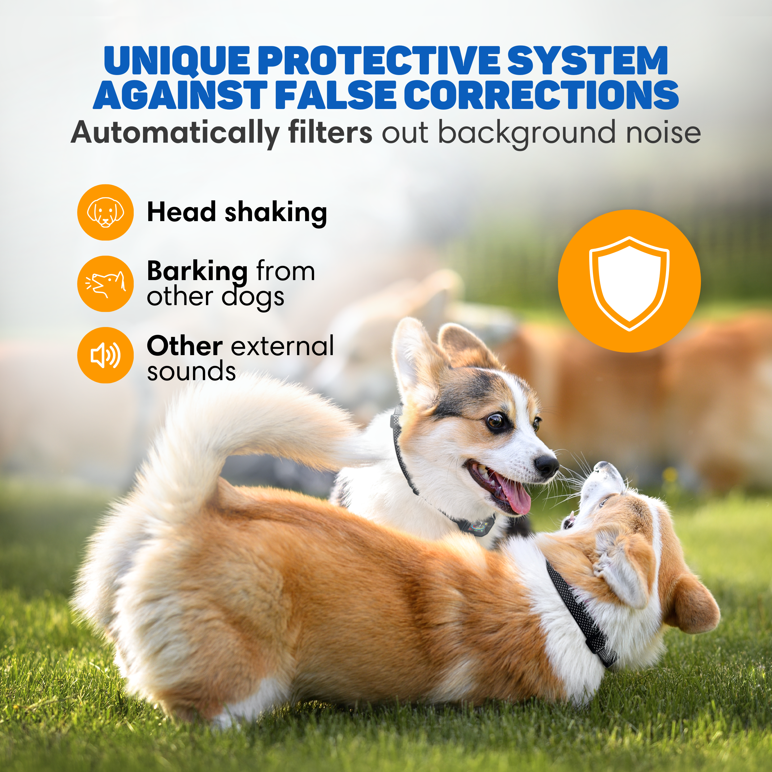Two corgis play in the grass. A shield icon signifies protection.