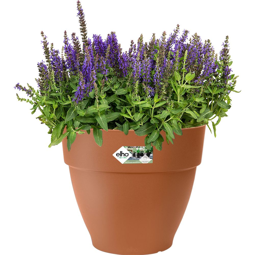 Ein brauner Blumentopf gefüllt mit Salbei-Blüten und grünen Blättern.