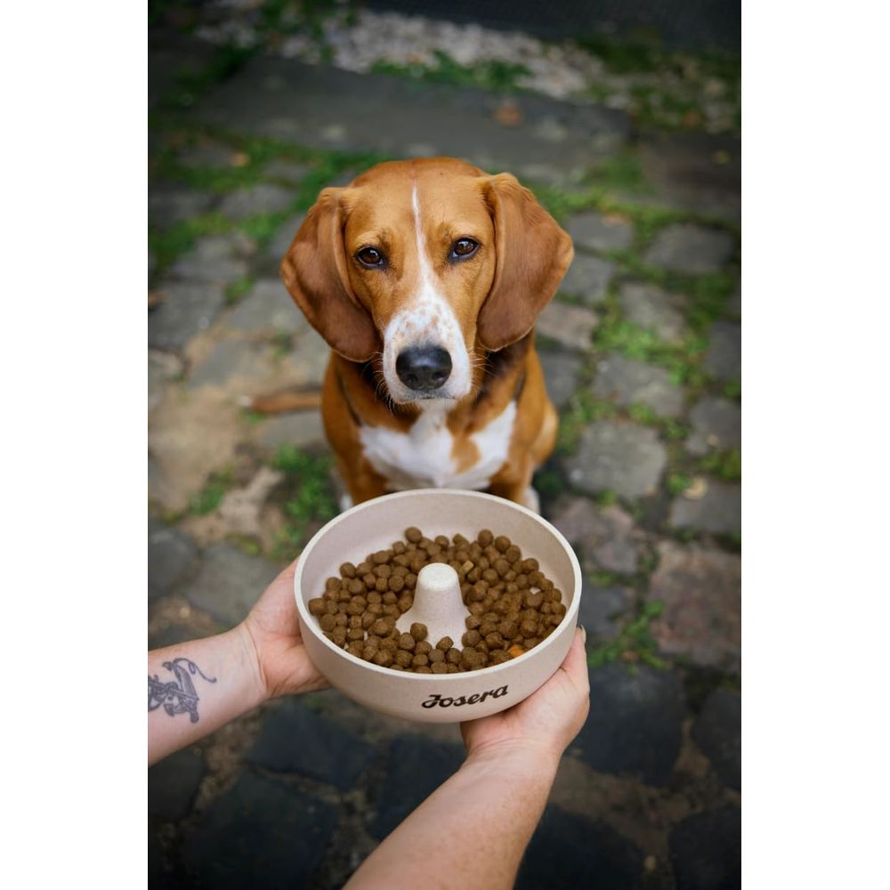 Ein Beagle sitzt vor einer Schüssel mit Hundefutter.