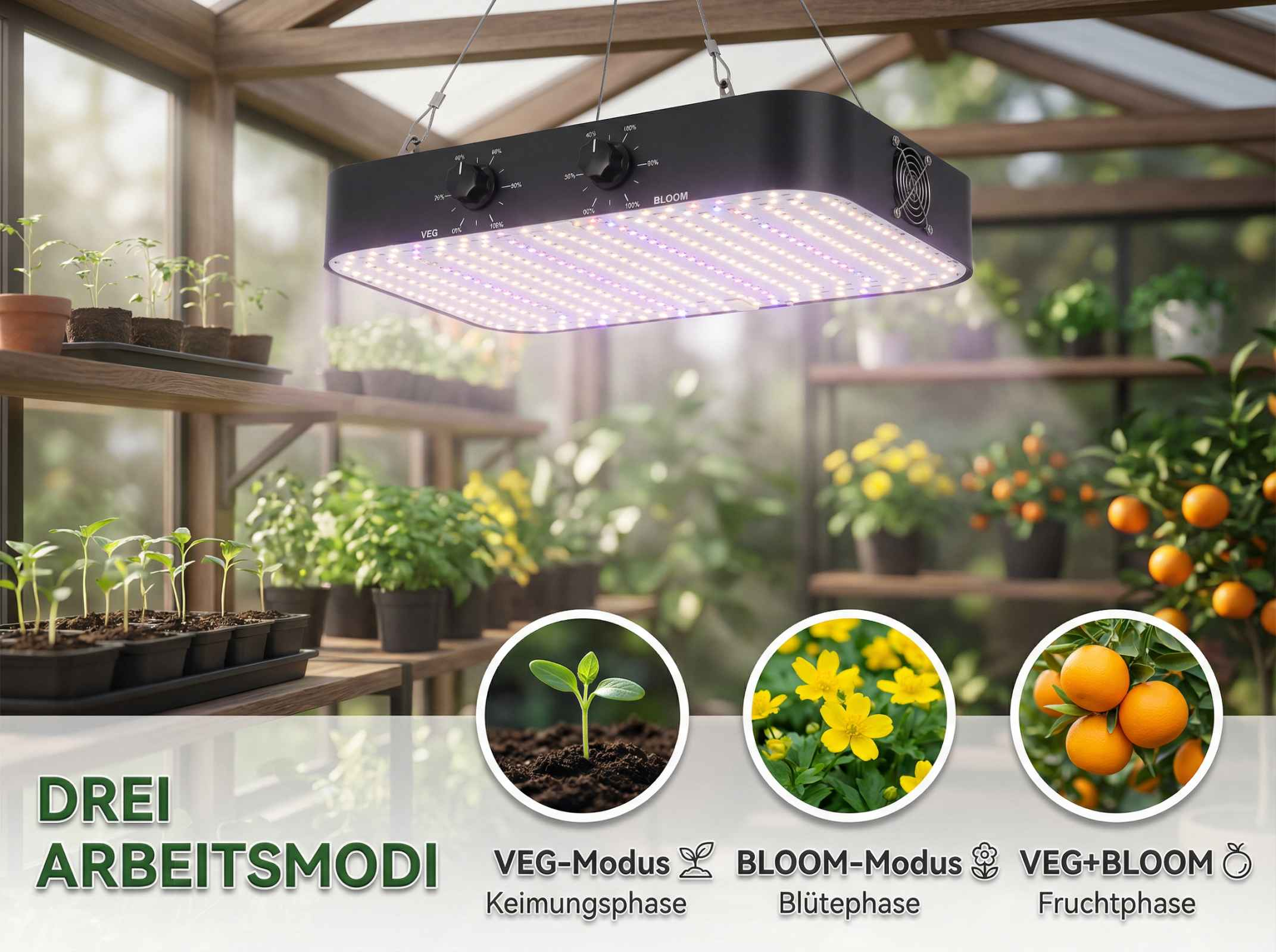 Pflanzenlicht im Gewächshaus mit Sämlingen, Blumen und Orangenbäumen.