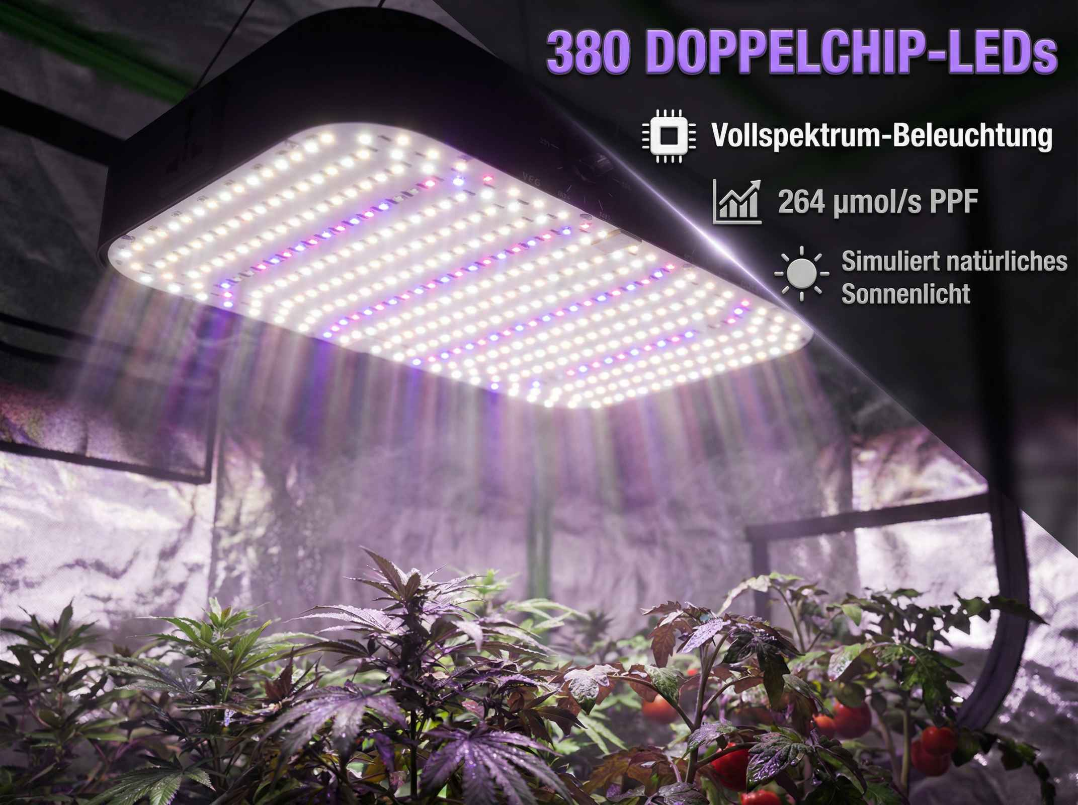 Pflanzen unter einer LED-Wachstumslampe mit Vollspektrum-Beleuchtung.