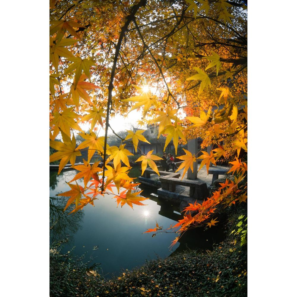 Gouden herfstbladeren boven een rustige vijver met een stenen pad en traditionele gebouwen.