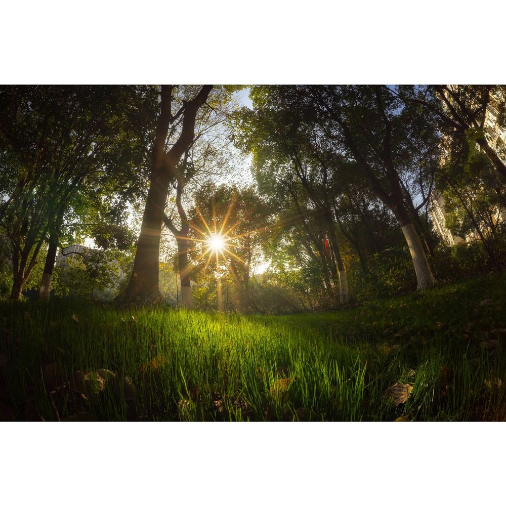 Il sole splende tra gli alberi sull'erba verde.