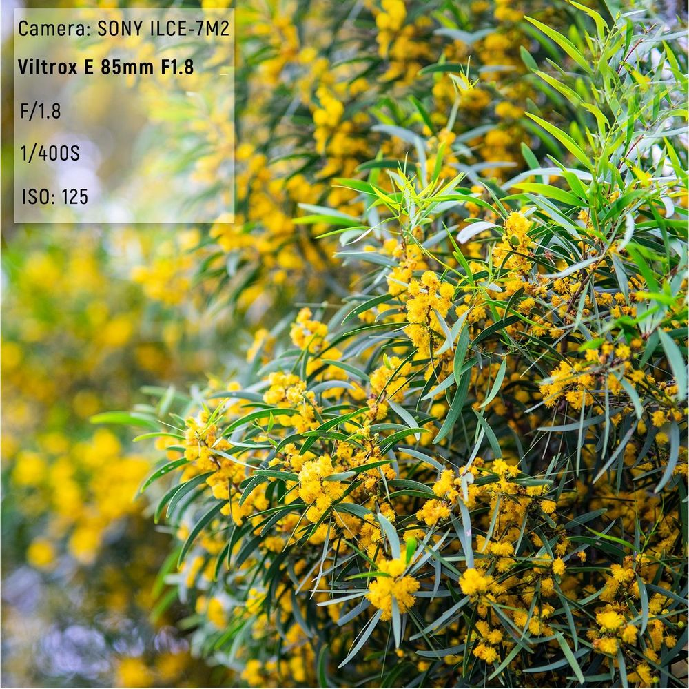 Primo piano di fiori di acacia gialli con foglie verdi e sfondo sfocato.