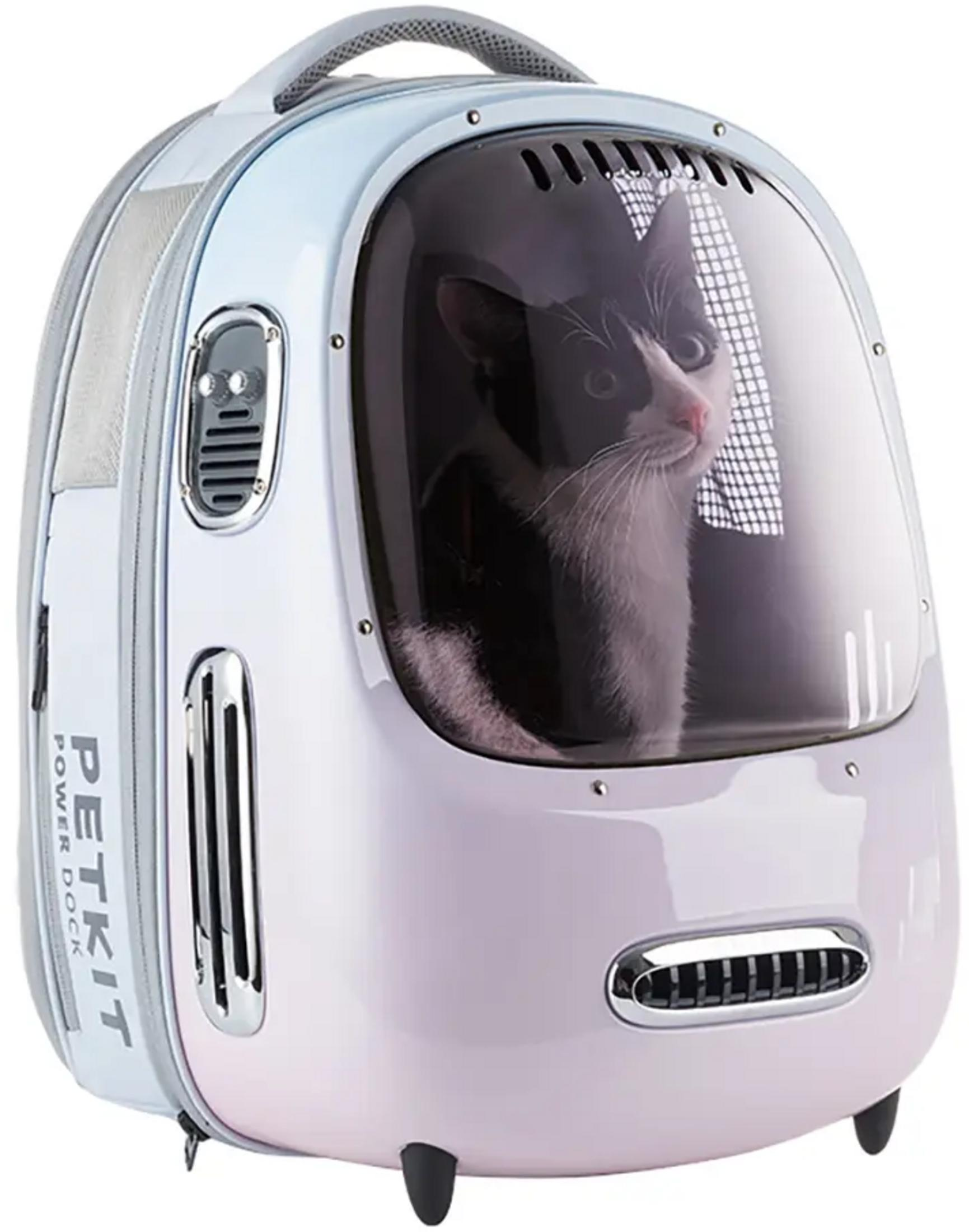 Kot wygląda z przezroczystego plecaka. Plecak jest jasnoniebieski i biały.