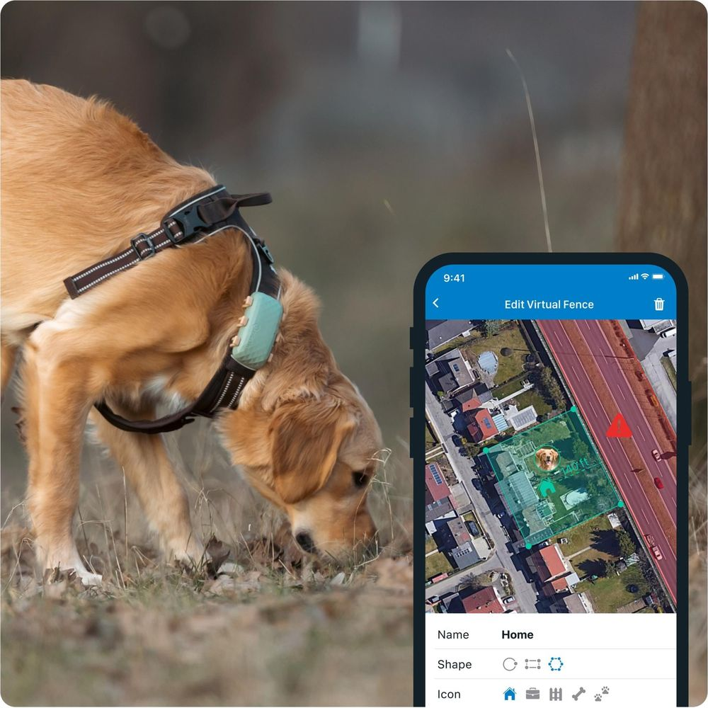 Ein Hund mit GPS-Halsband schnüffelt im Gras, daneben ein Handy mit Karte.