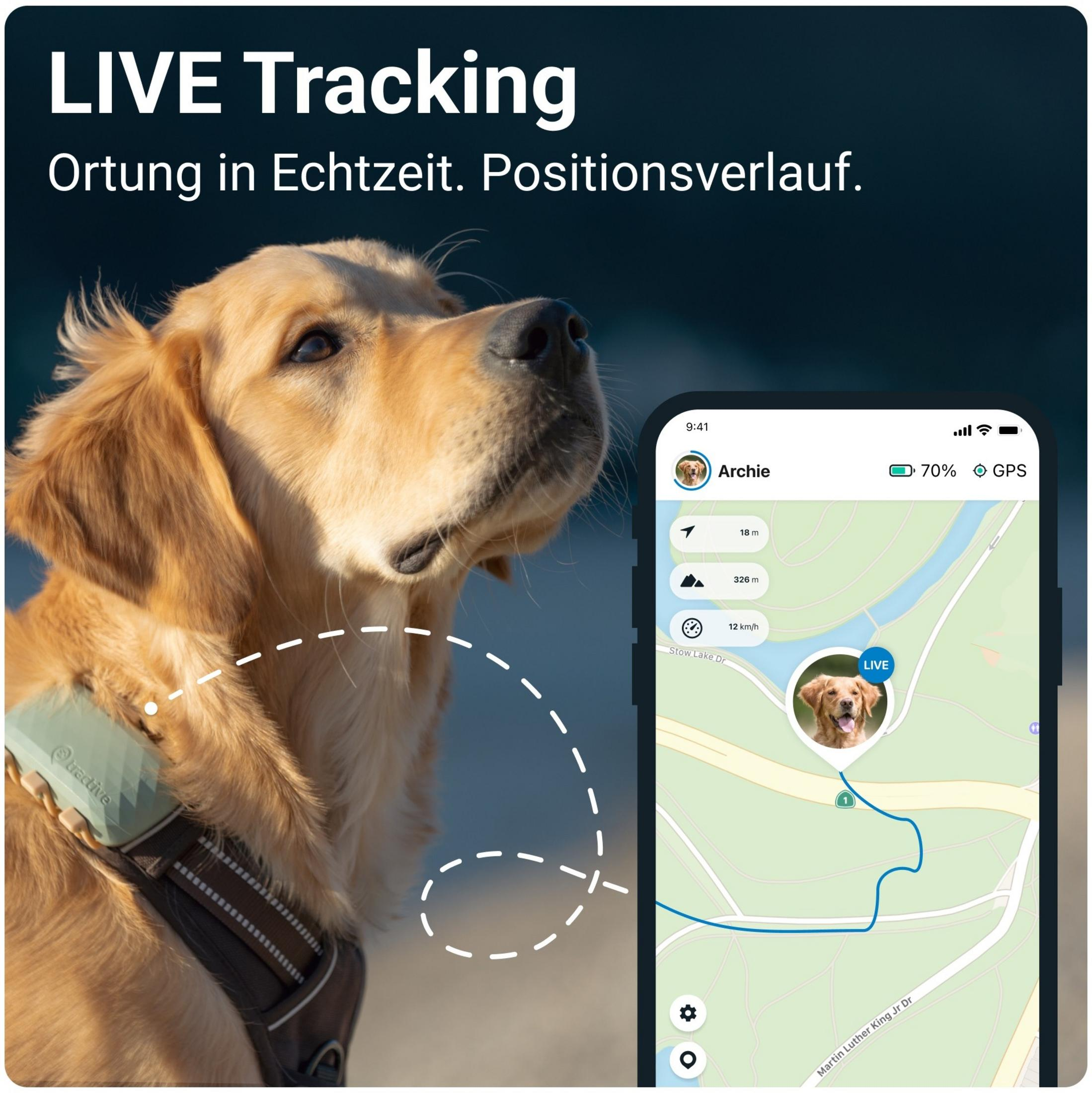 Ein Golden Retriever trägt ein GPS-Gerät. Eine App zeigt seine Position auf einer Karte.