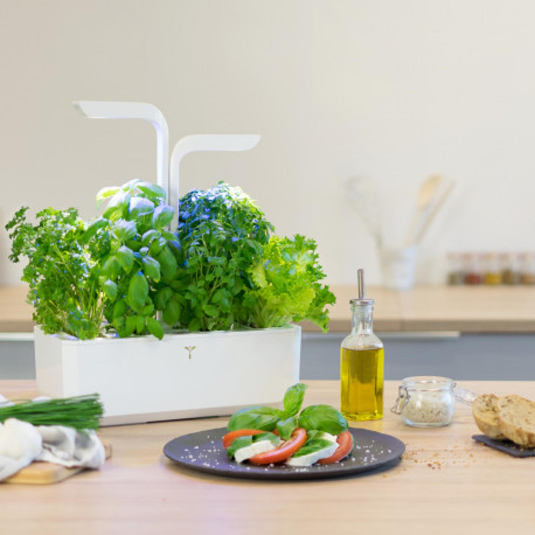 Kräuter in weißem Topf, Caprese-Salat, Olivenöl und Brot auf Holztisch.