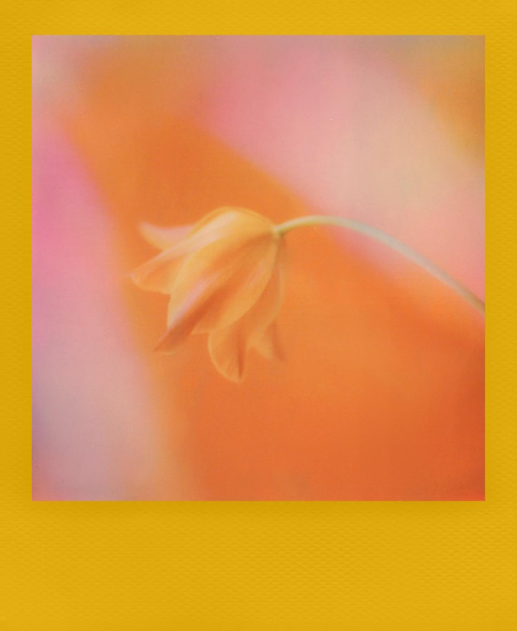 Una delicada flor naranja con pétalos suaves sobre un fondo borroso de tonos cálidos.