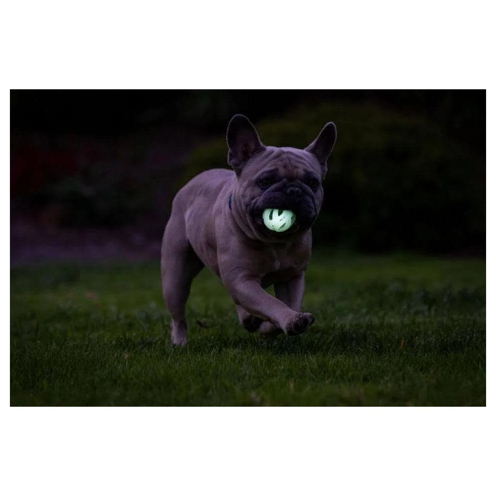 Un bulldog francese corre sull'erba con una palla luminosa in bocca.