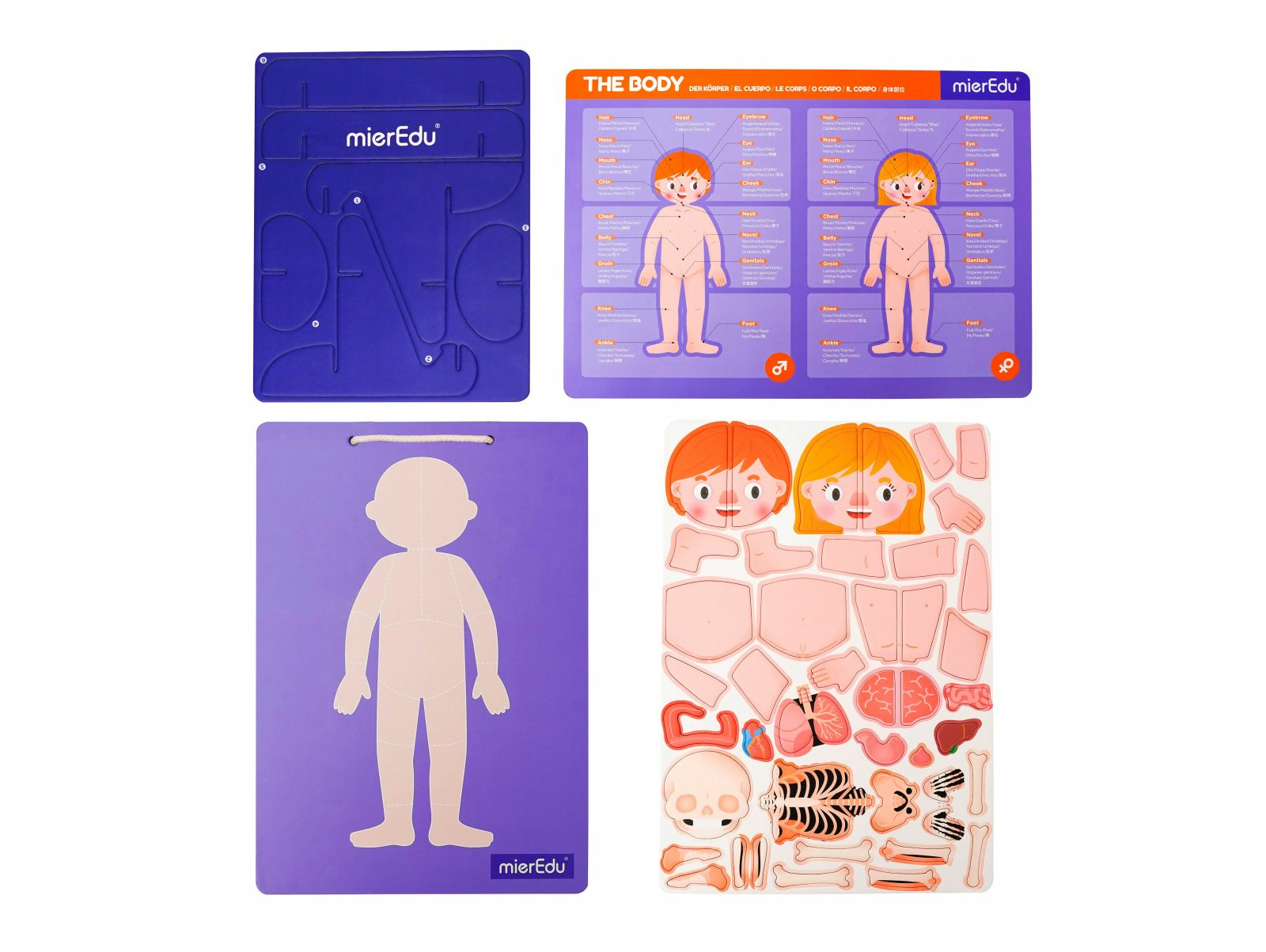 Lernspielzeug: Anatomie-Puzzle mit Körperteilen, Skelett, Organen und Vorlage.