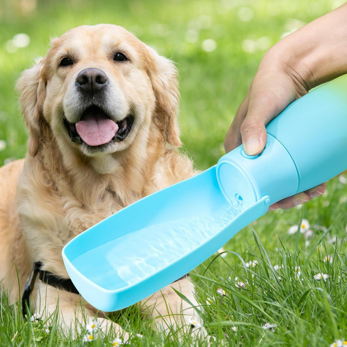 Ein Golden Retriever sitzt auf einer Wiese, während Wasser aus einer blauen Flasche in eine Schale gegossen wird.