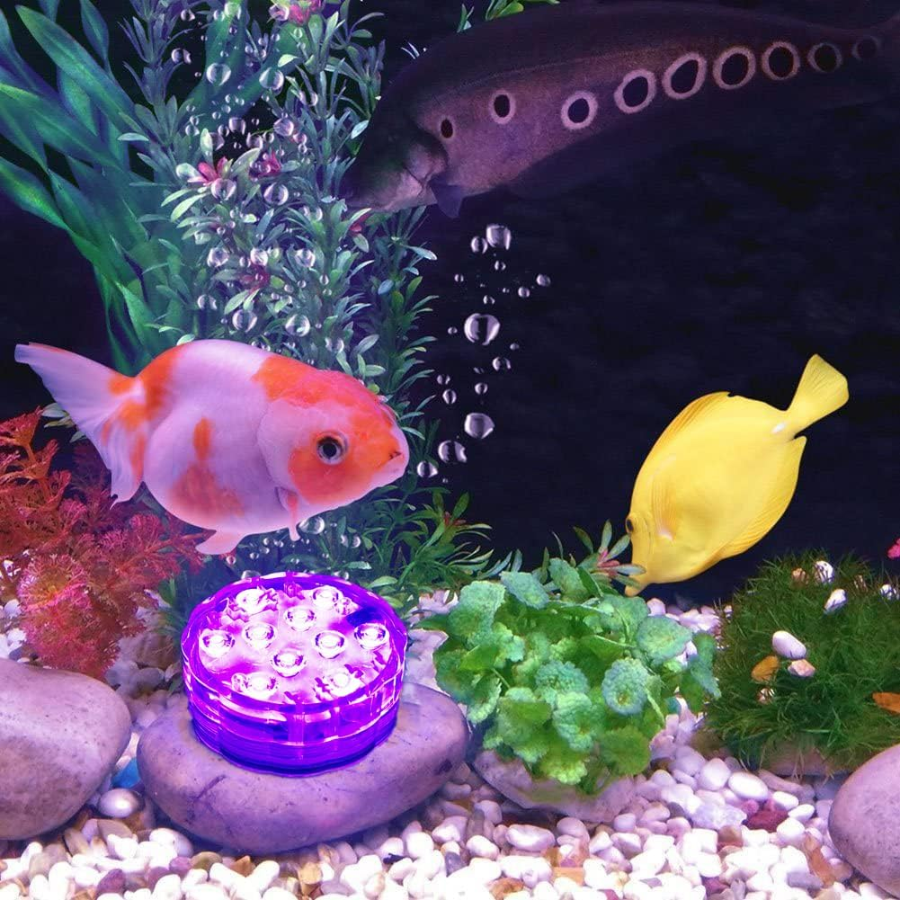 Ein bunter Aquarium-Unterwasserblick mit drei Fischen, Pflanzen und einer lila Lampe.