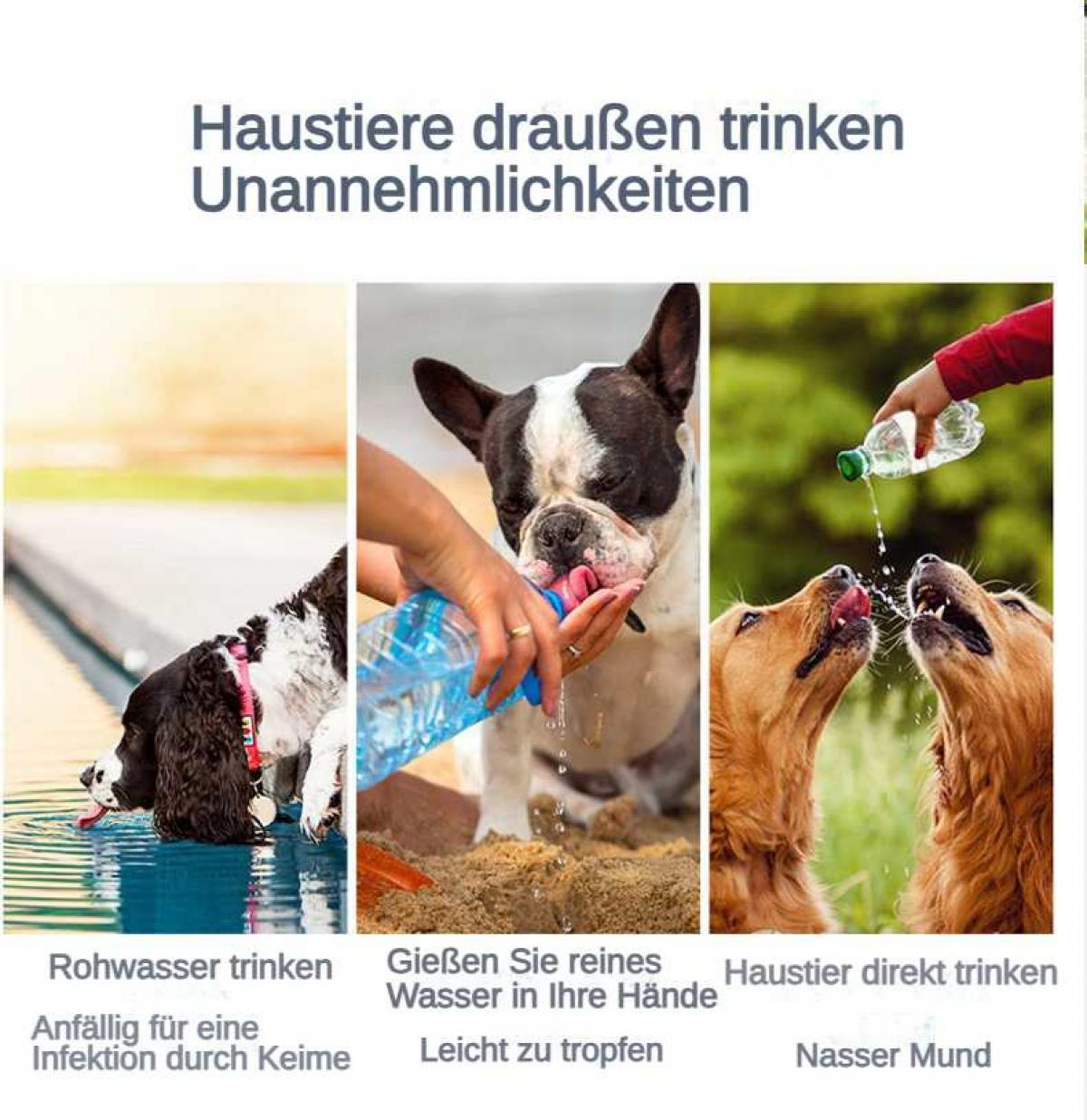 Drei Hunde trinken Wasser: im Pool, aus Händen, direkt aus Flasche.