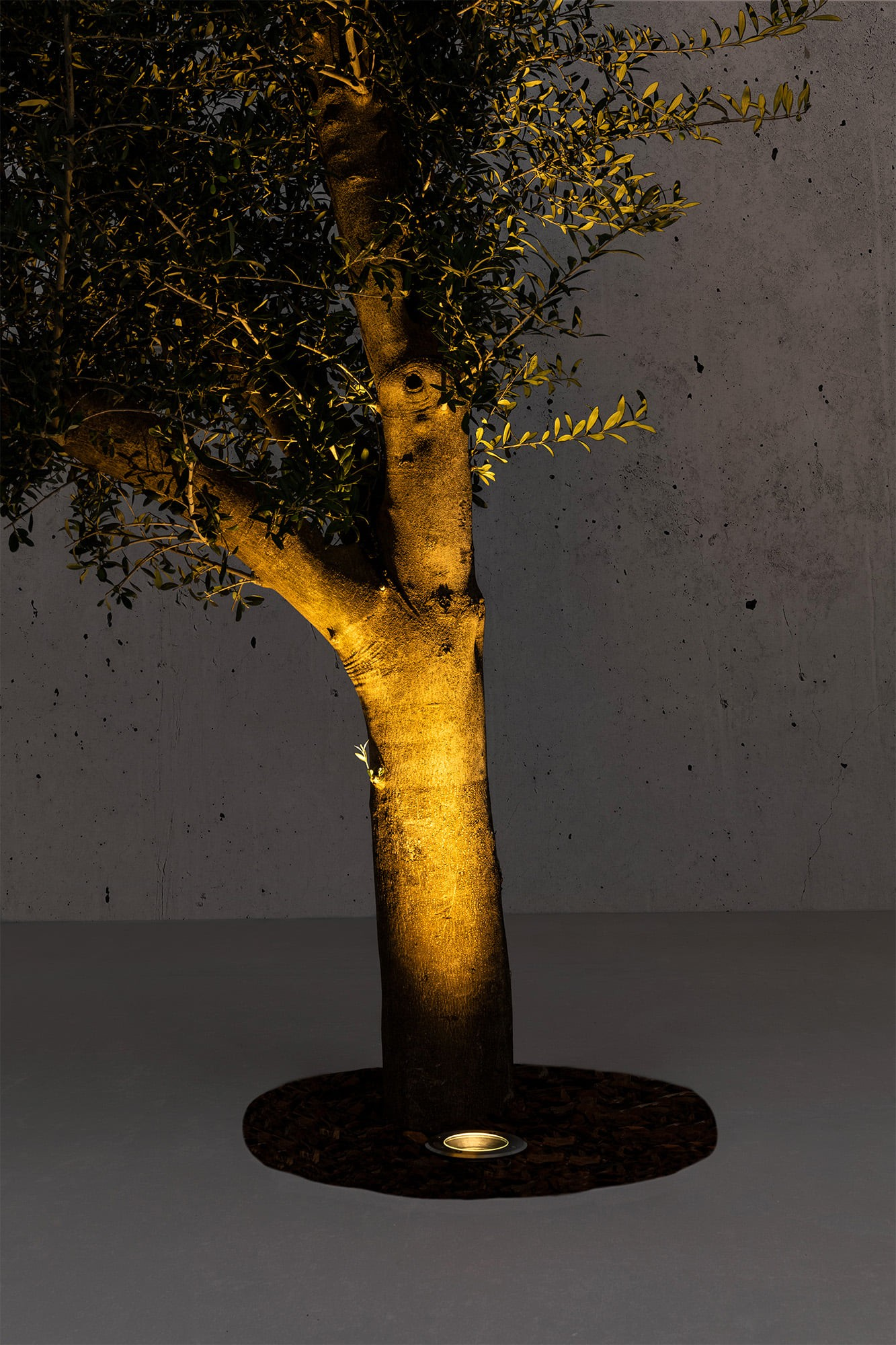 Un tronco d'albero illuminato con rami e foglie davanti a un muro di cemento.