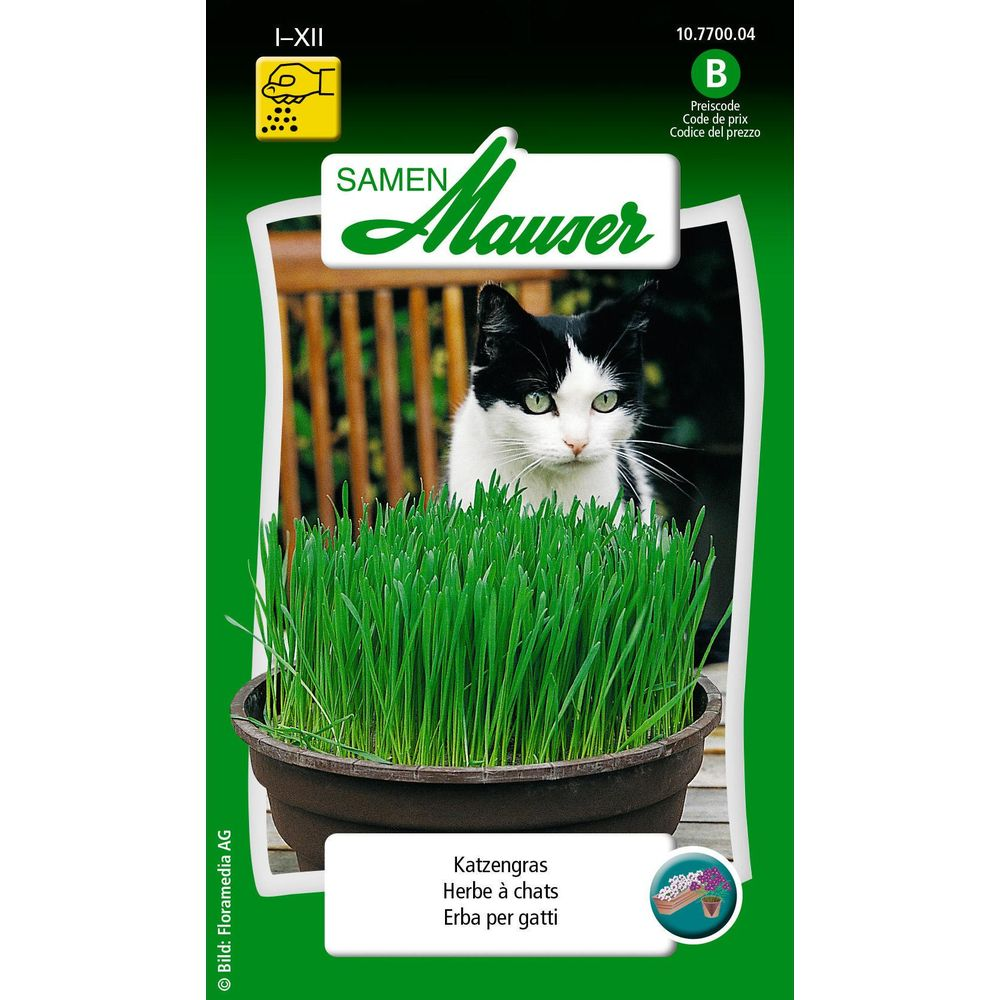 Ein schwarz-weiße Katze sitzt hinter einem Topf mit Katzengras.