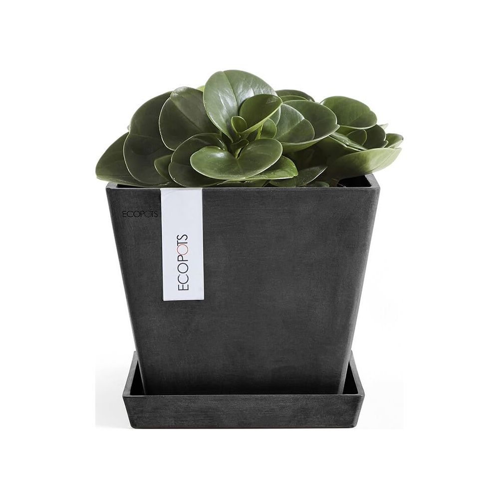 Grüne Pflanze in einem dunklen Topf mit Untersetzer, mit "ECOPOTS"-Etikett.
