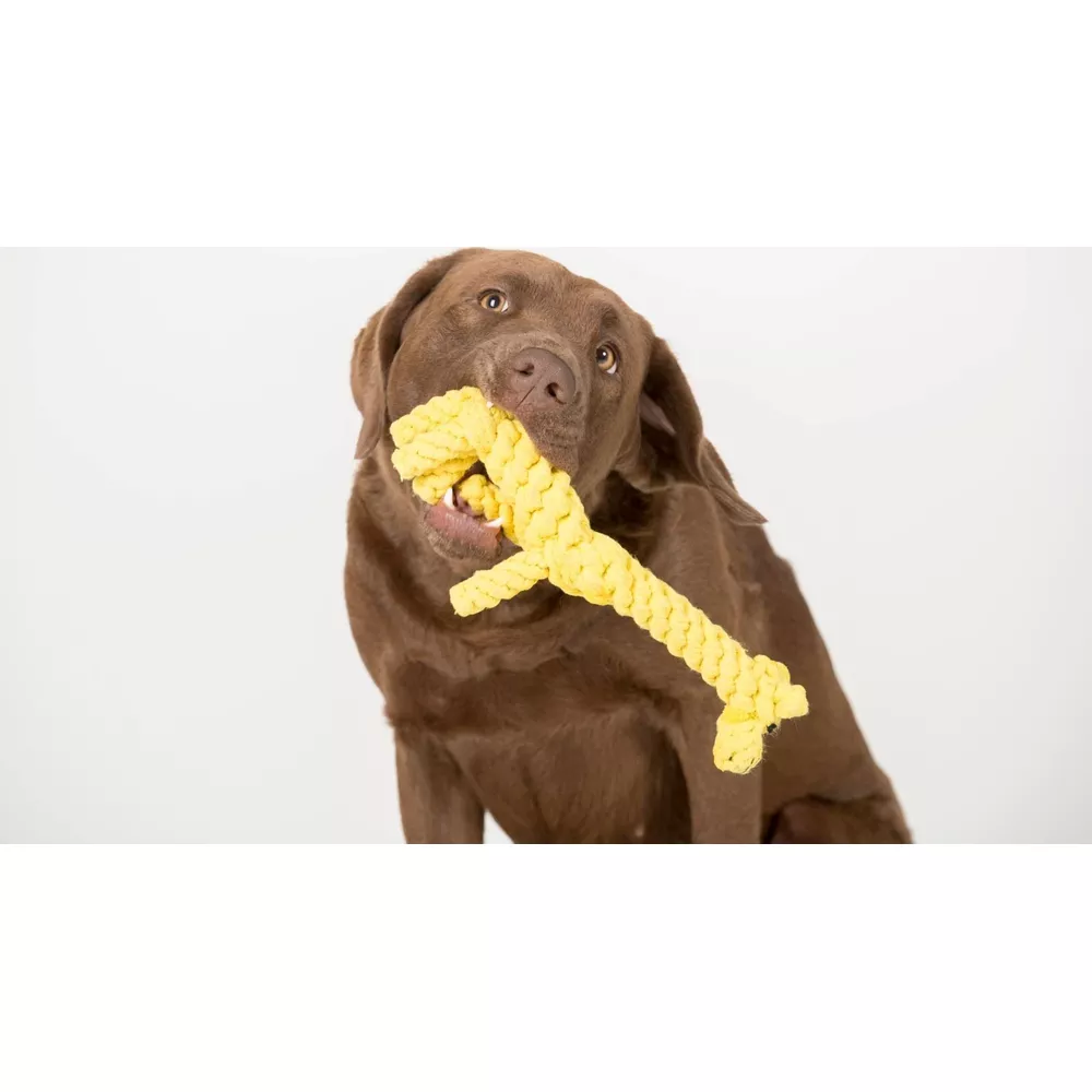 Un Labrador marrone mastica un giocattolo di corda giallo su sfondo bianco.