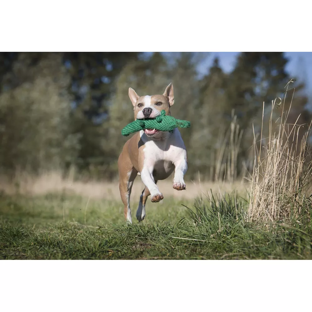 Un cane marrone e bianco corre in un campo erboso con un giocattolo verde.