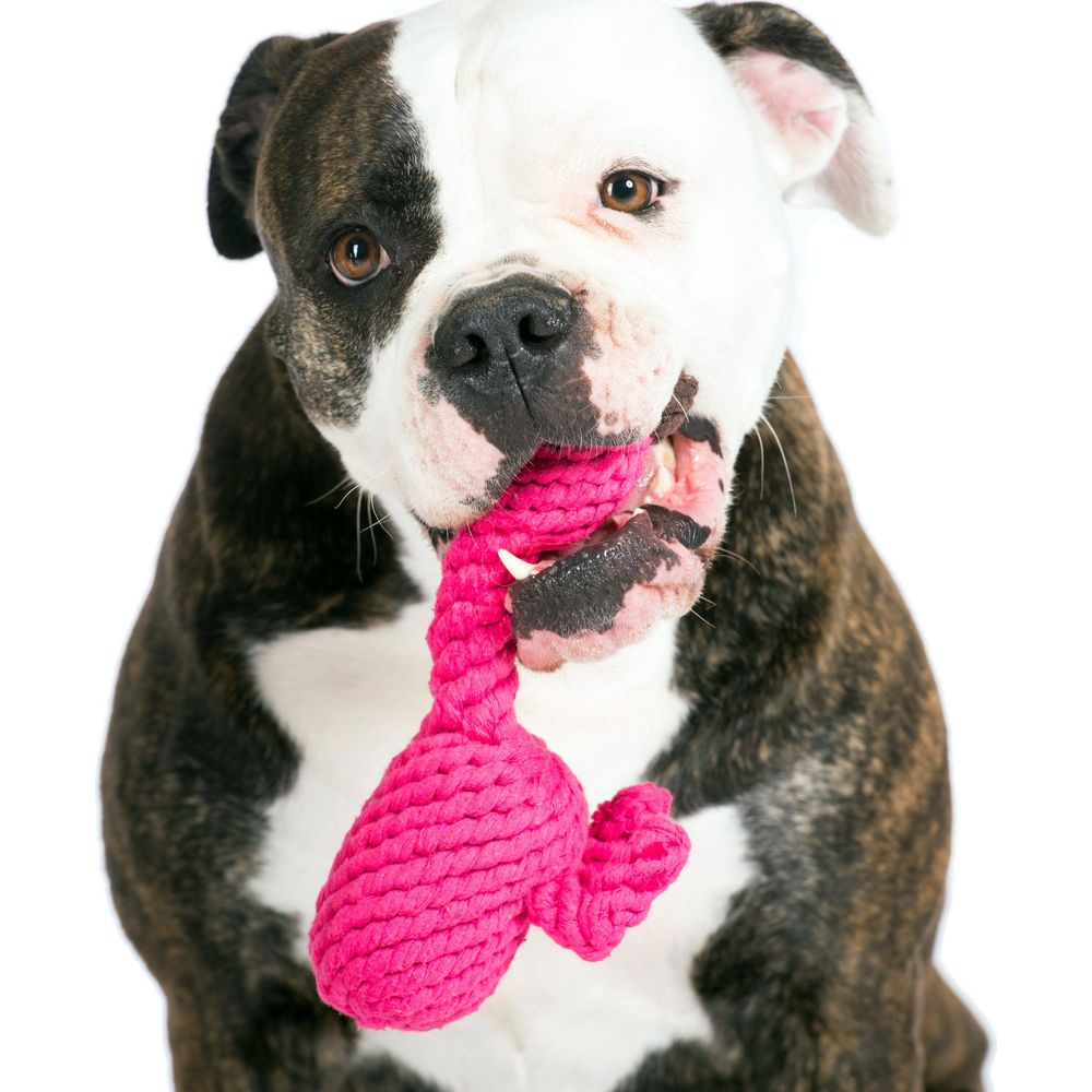 Un bulldog tigrato e bianco tiene in bocca un giocattolo di corda rosa acceso su sfondo bianco.