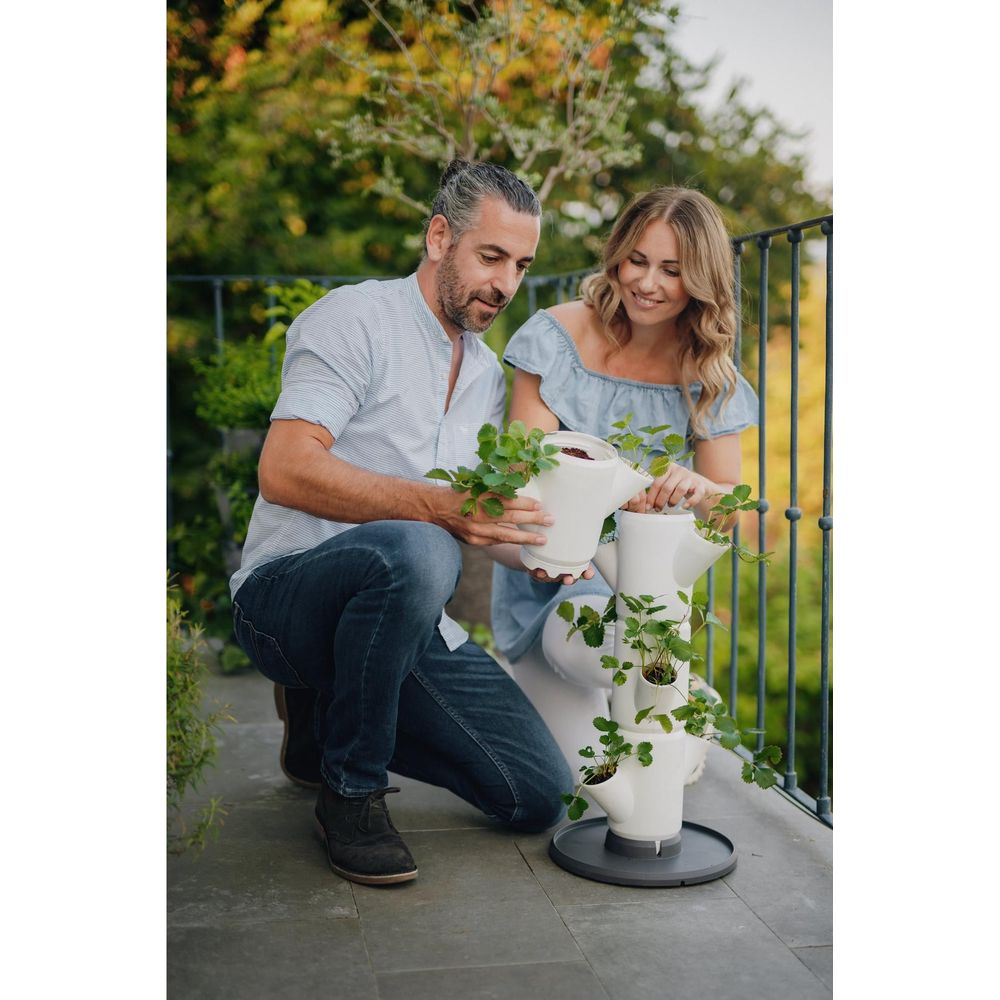 Couple plantant des fraises dans un jardin vertical sur un balcon.