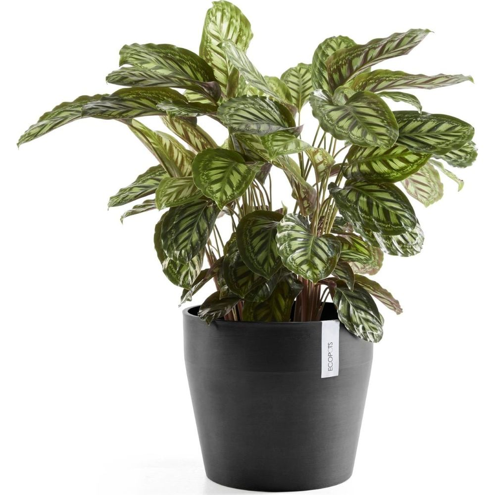 Une plante Calathea verte dans un pot noir avec une étiquette blanche.