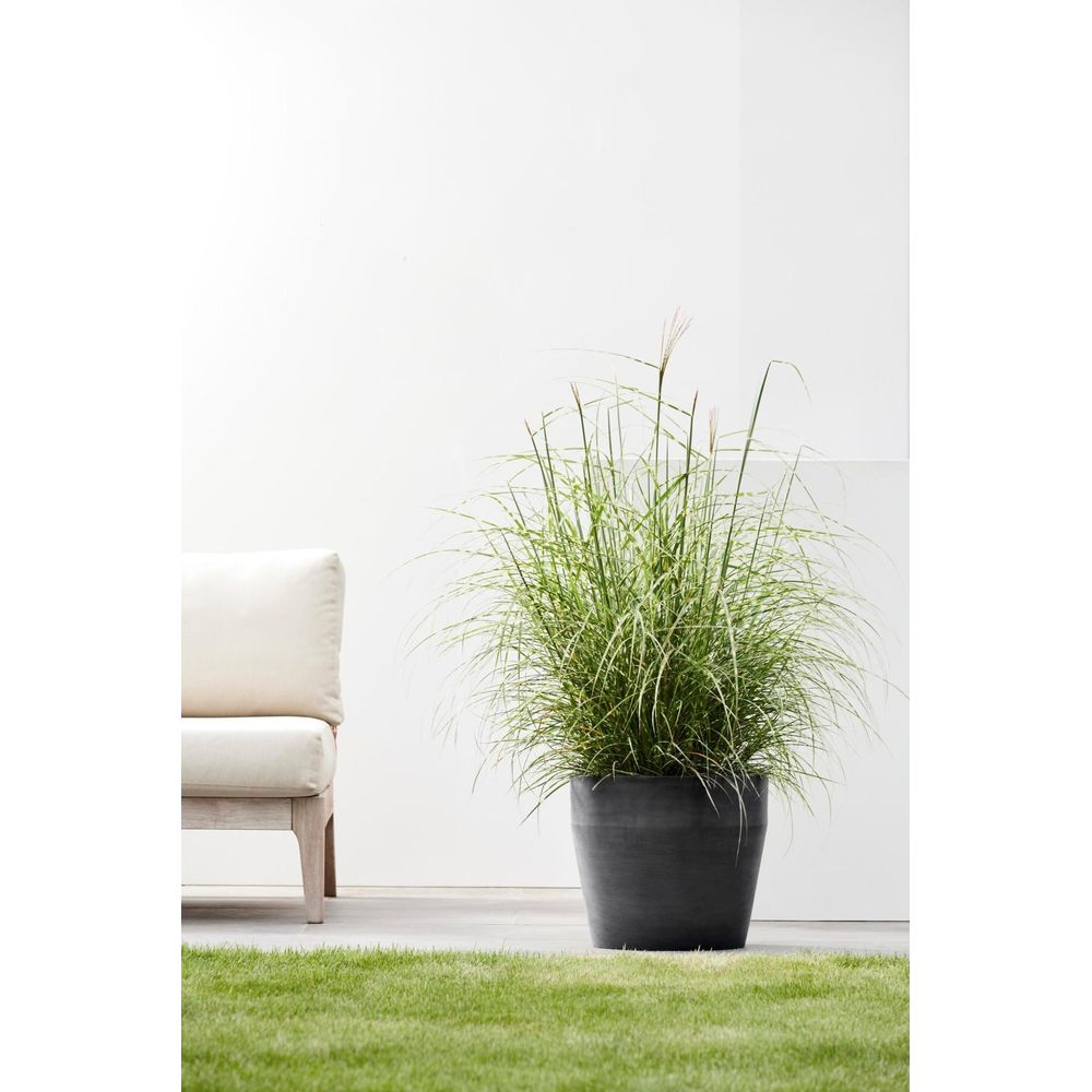 Une grande graminée ornementale dans un pot sombre est à côté d'un fauteuil crème sur une terrasse.