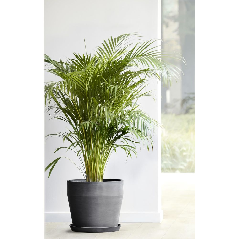 Un palmier areca vert dans un pot gris est assis sur un plancher de bois clair à côté d'une fenêtre.