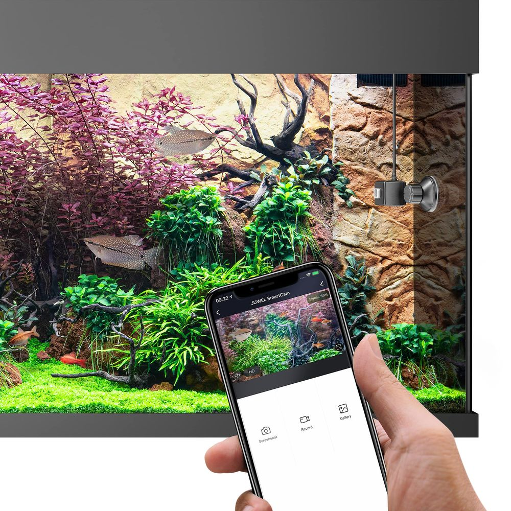 Ein Handy zeigt ein Aquarium-Livebild, eine Kamera ist am Glas befestigt.