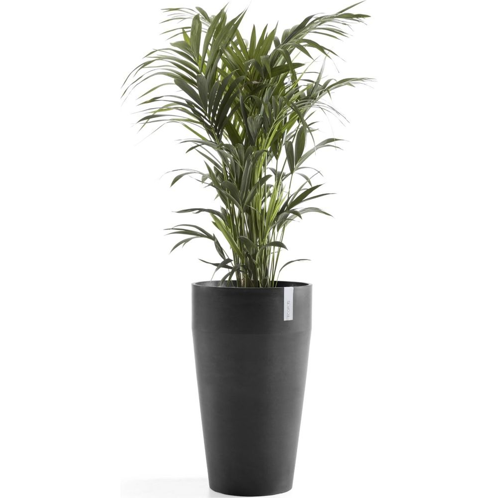 Ein hoher, schlanker, dunkelgrauer Übertopf beherbergt eine üppige grüne Areca-Palmenpflanze mit zarten Wedeln.