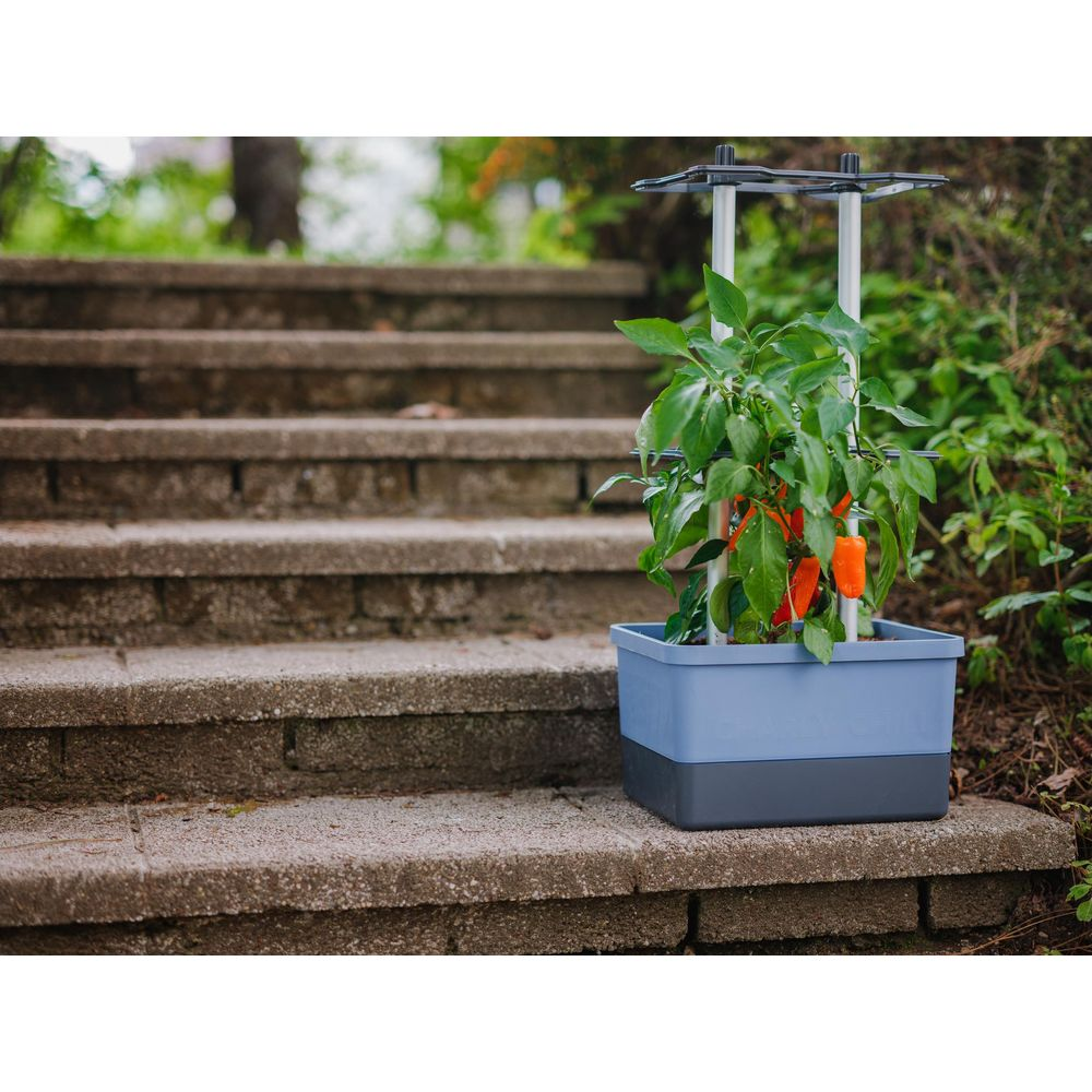 Ein Paprikapflanze mit orangefarbenen Früchten wächst in einem blauen Topf auf Steinstufen.