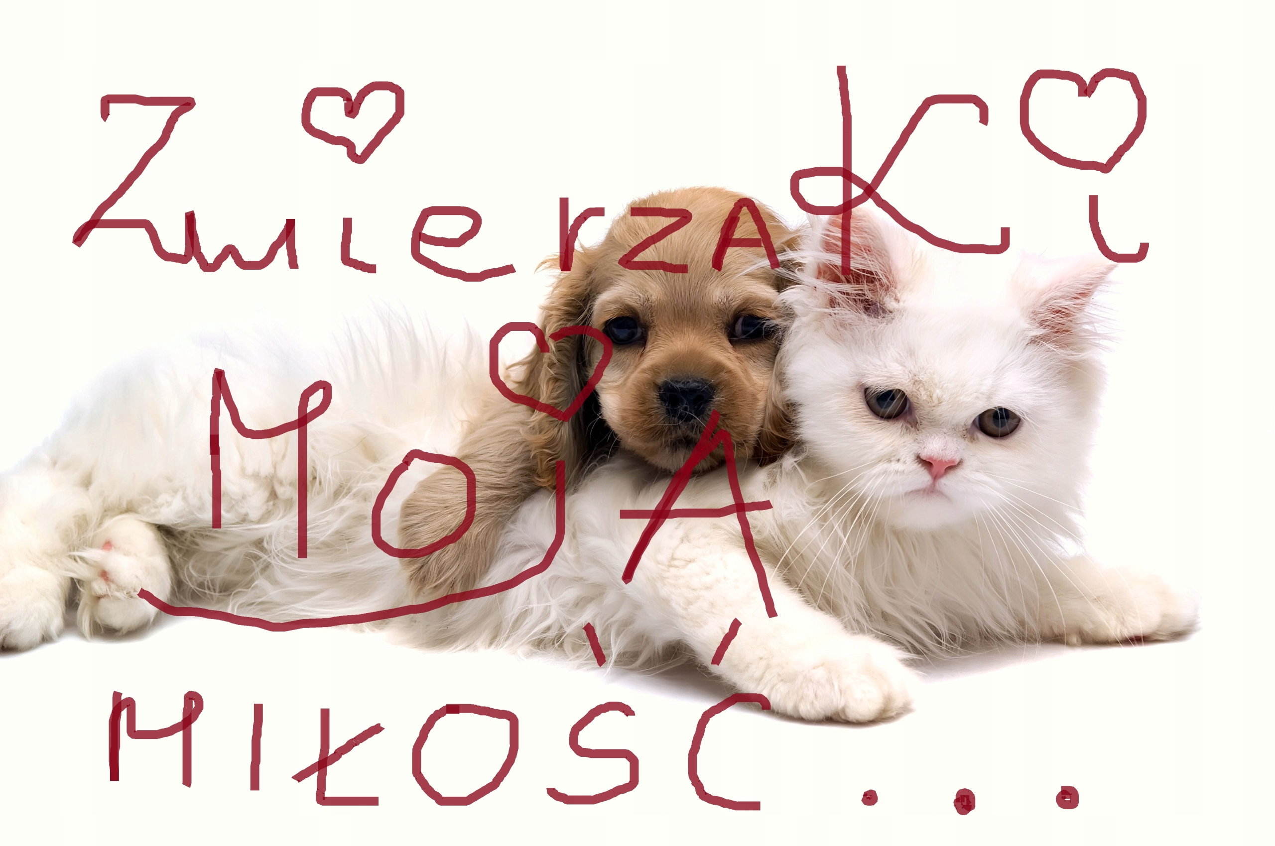 Szczenię i kot leżą obok siebie. Czerwony napis na pierwszym planie.