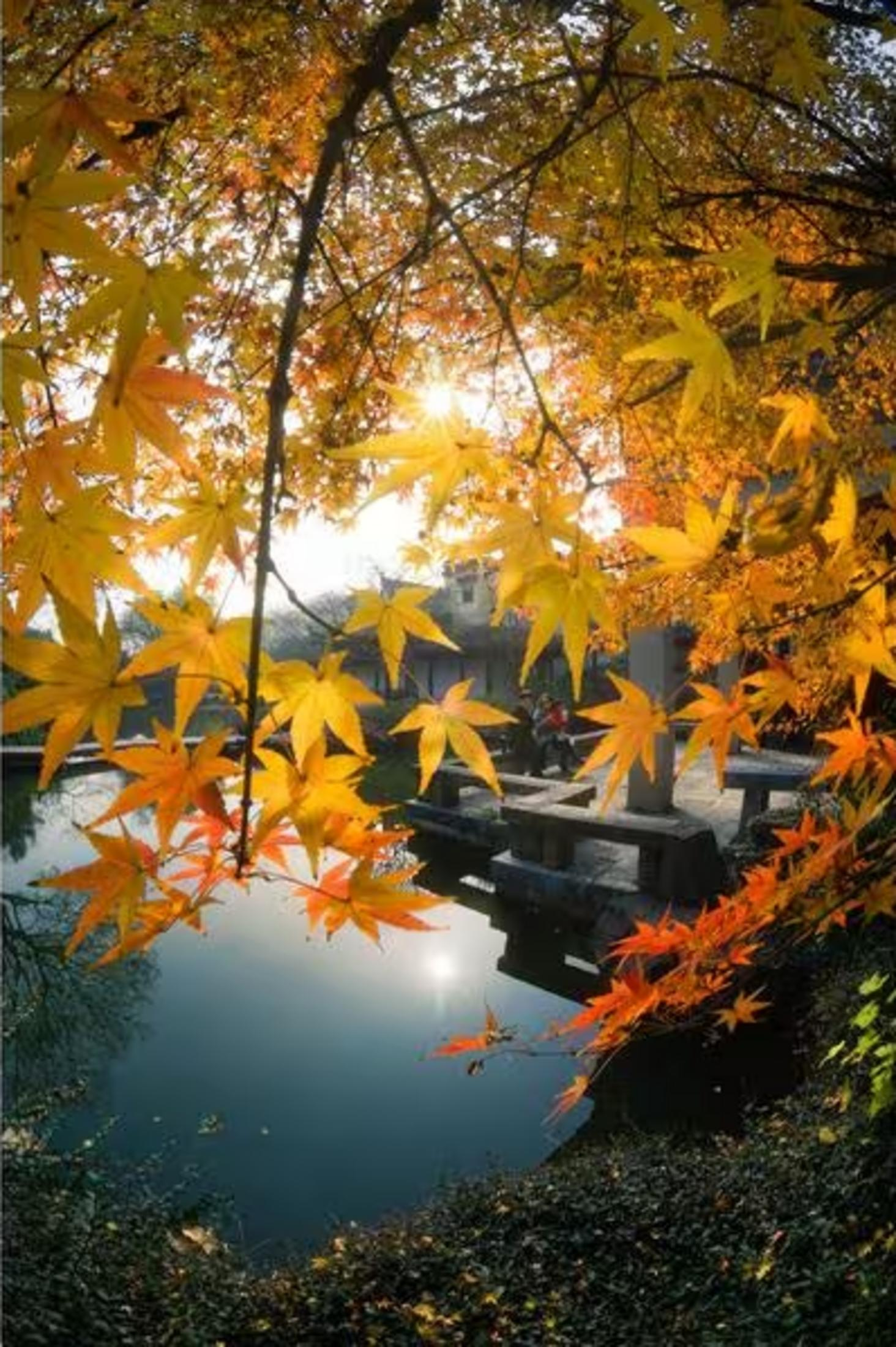Geel en oranje herfstbladeren boven een vijver, zon schijnt door takken.