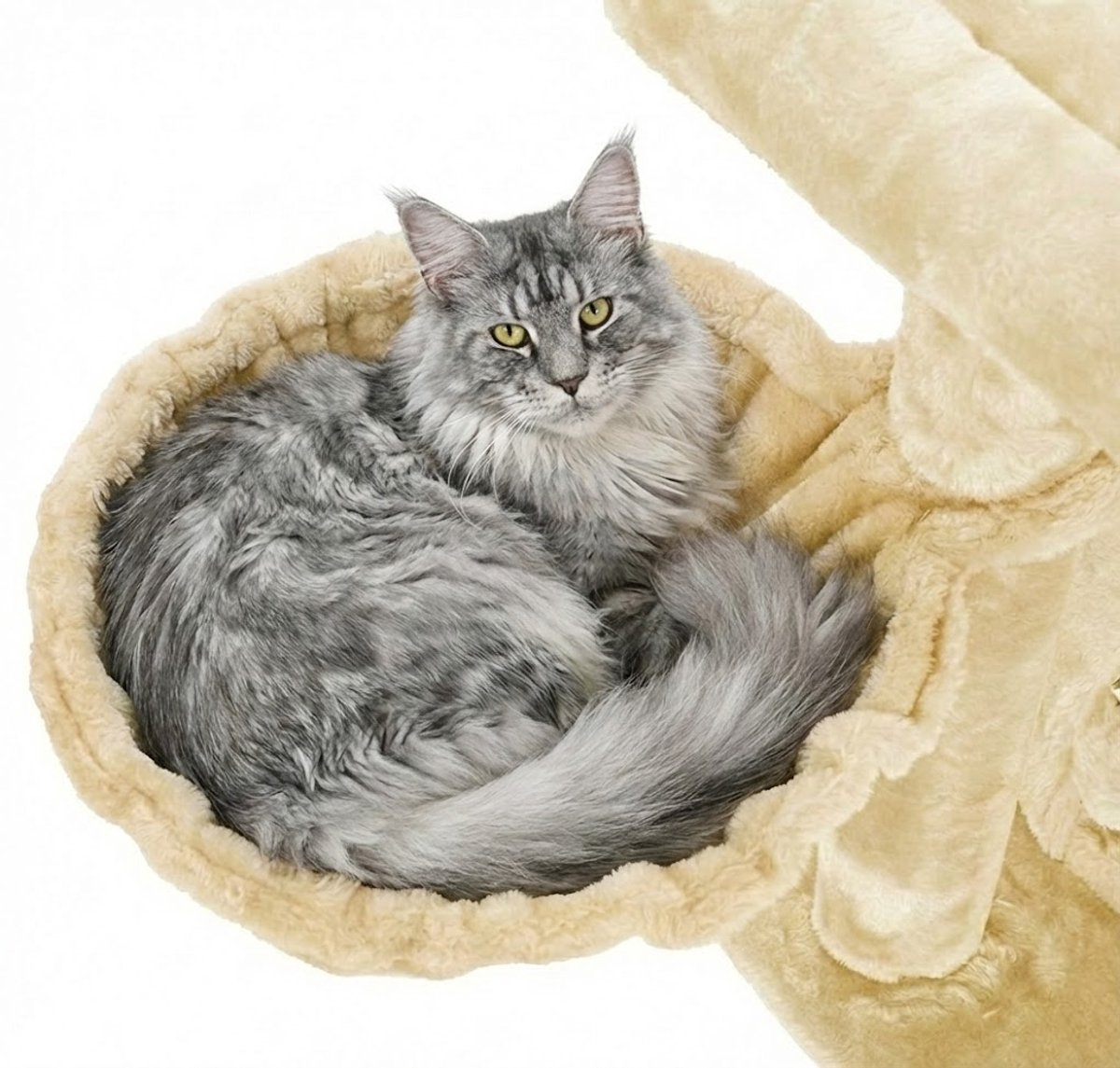 Een grijze kat met gele ogen rust opgerold in een crèmekleurig kattenbed.