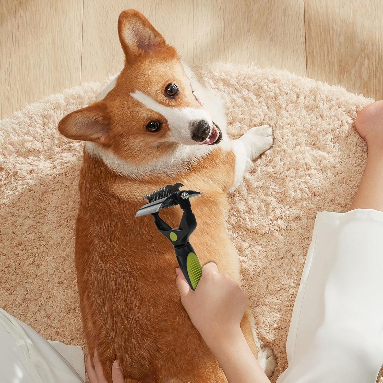 Ein Corgi wird auf einem Teppich gebürstet. Eine Hand hält eine Bürste.