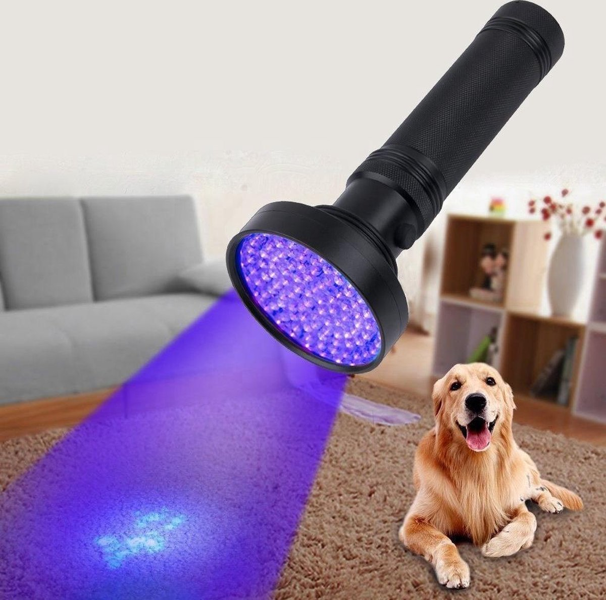 A black UV flashlight shines purple light on a tan carpet near a golden retriever.