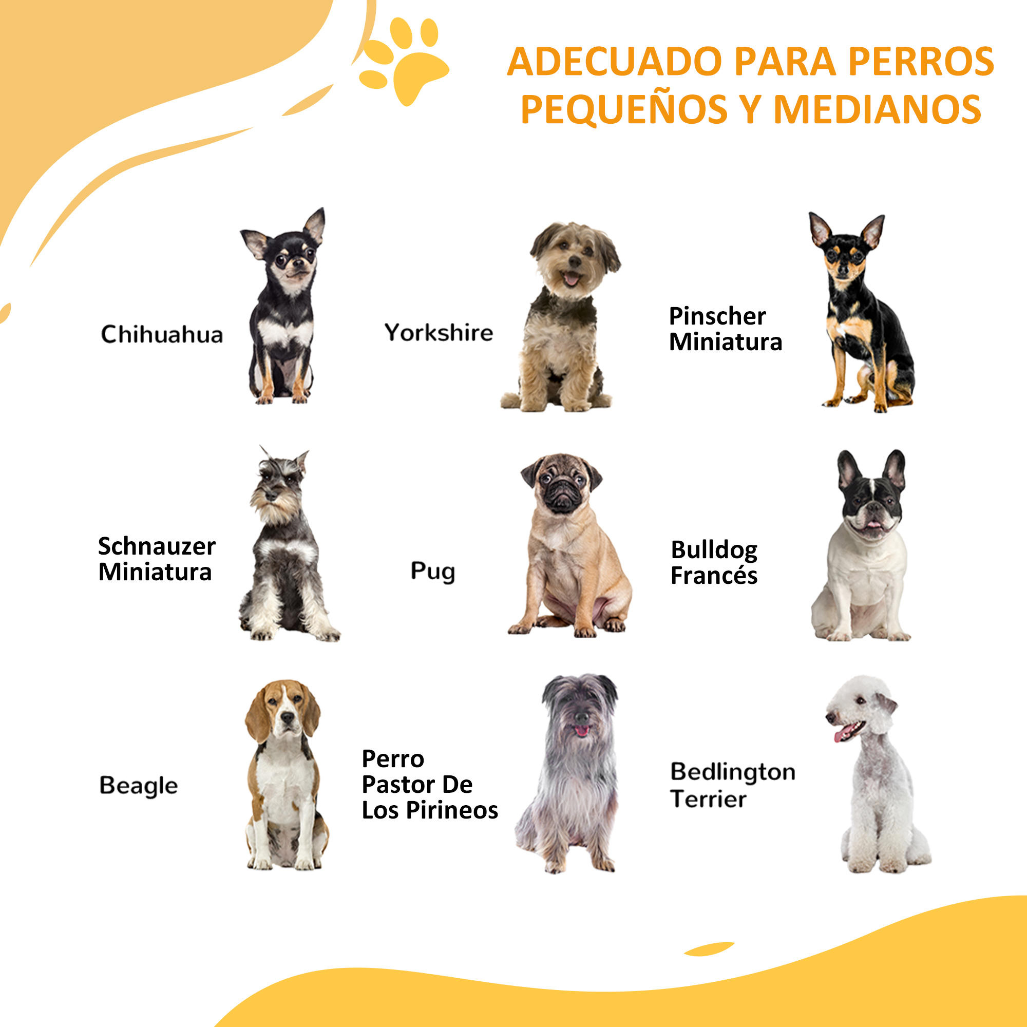 Doce perros de varias razas sobre fondo blanco.