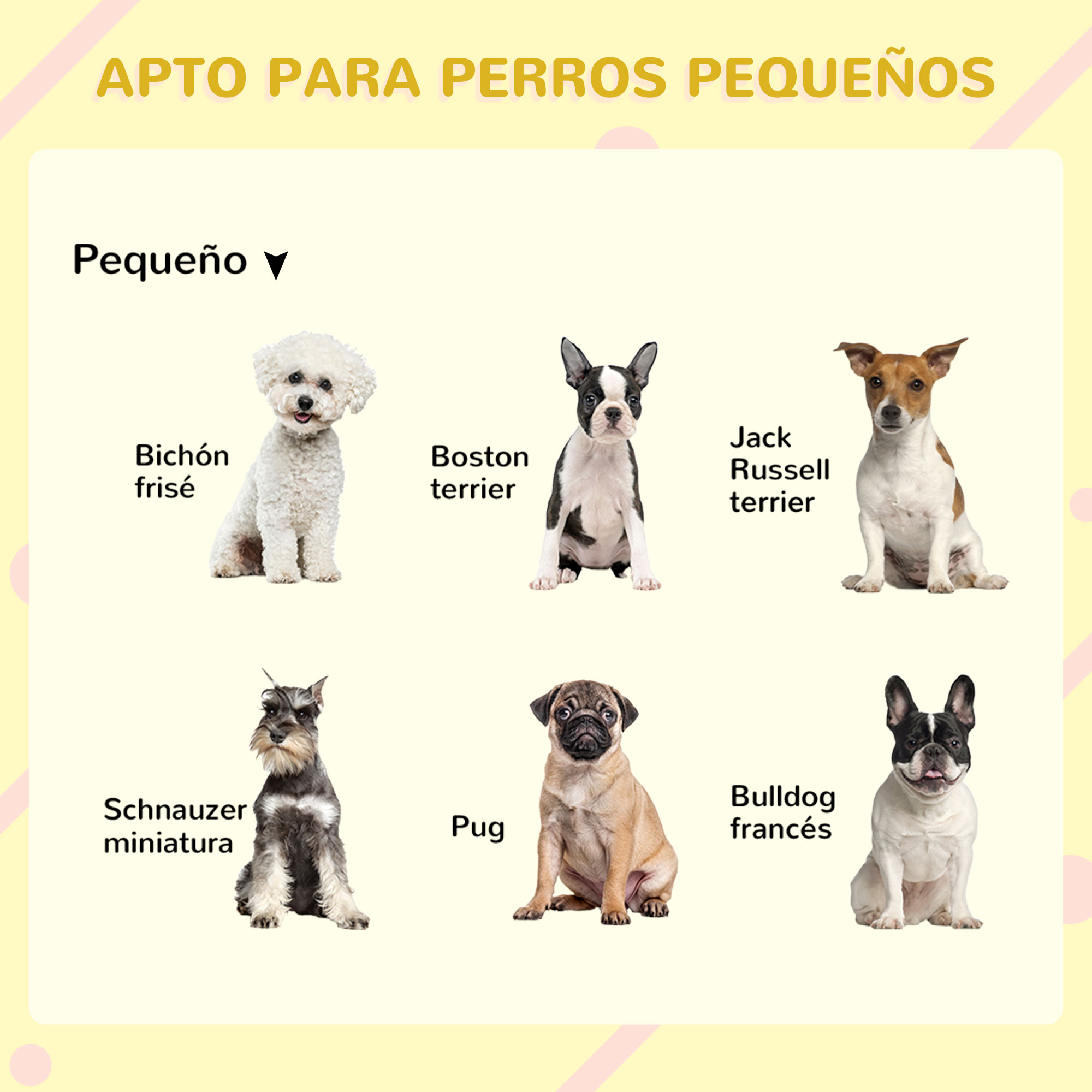 Seis perros pequeños: Bichón Frisé, Boston Terrier, Jack Russell, Schnauzer, Pug, Bulldog Francés.