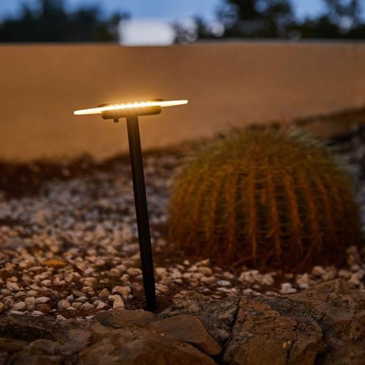 Ein moderner Gartenweg-Lichtstrahler beleuchtet einen runden Kaktus im Kies.