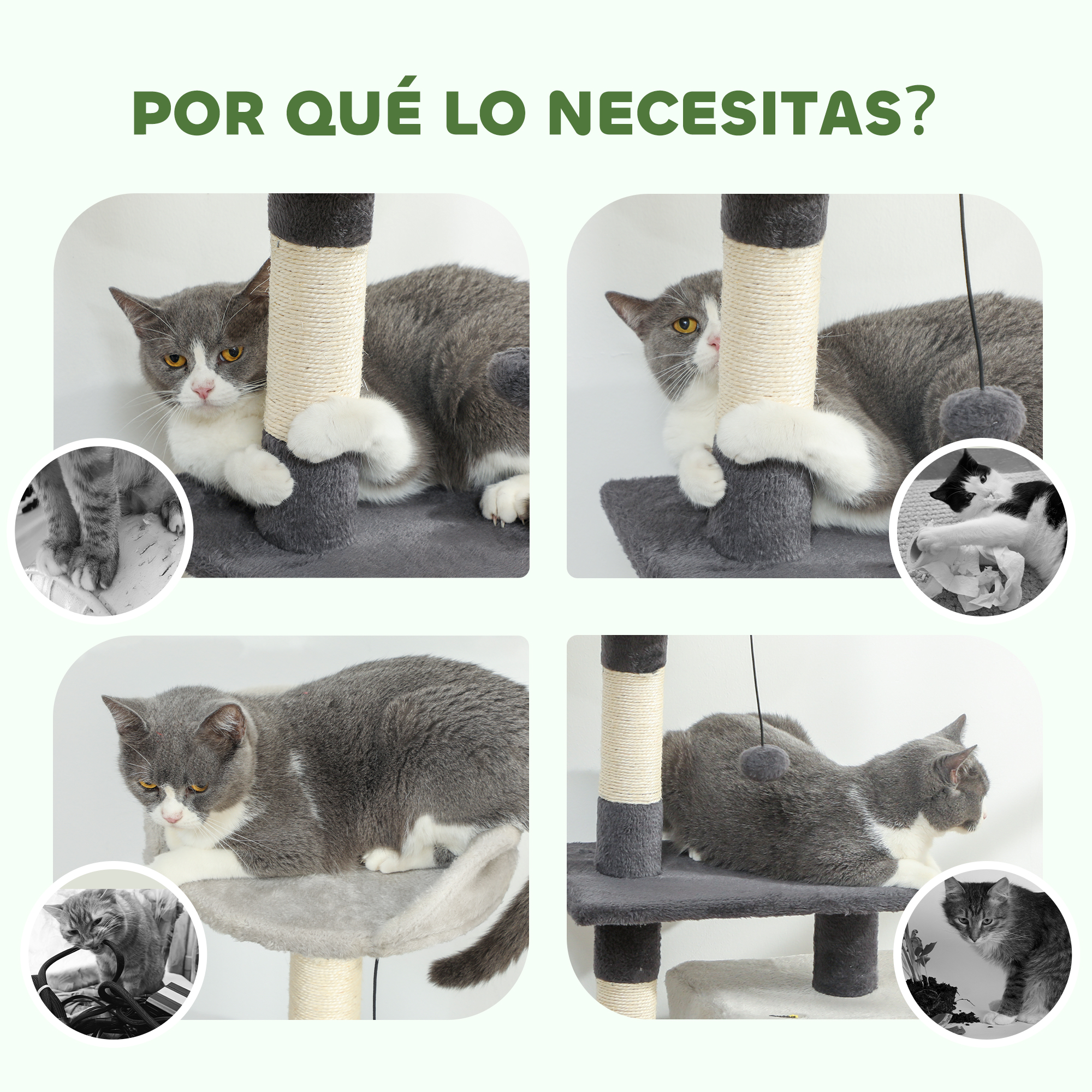 Gato gris y blanco en un árbol para gatos de varios niveles. Pequeñas imágenes incrustadas muestran gatos jugando.