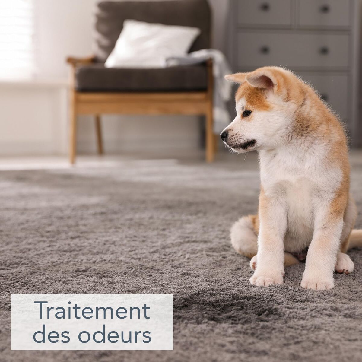 Ein Akita-Welpe sitzt auf einem grauen Teppich. Text: Behandlung von Gerüchen.