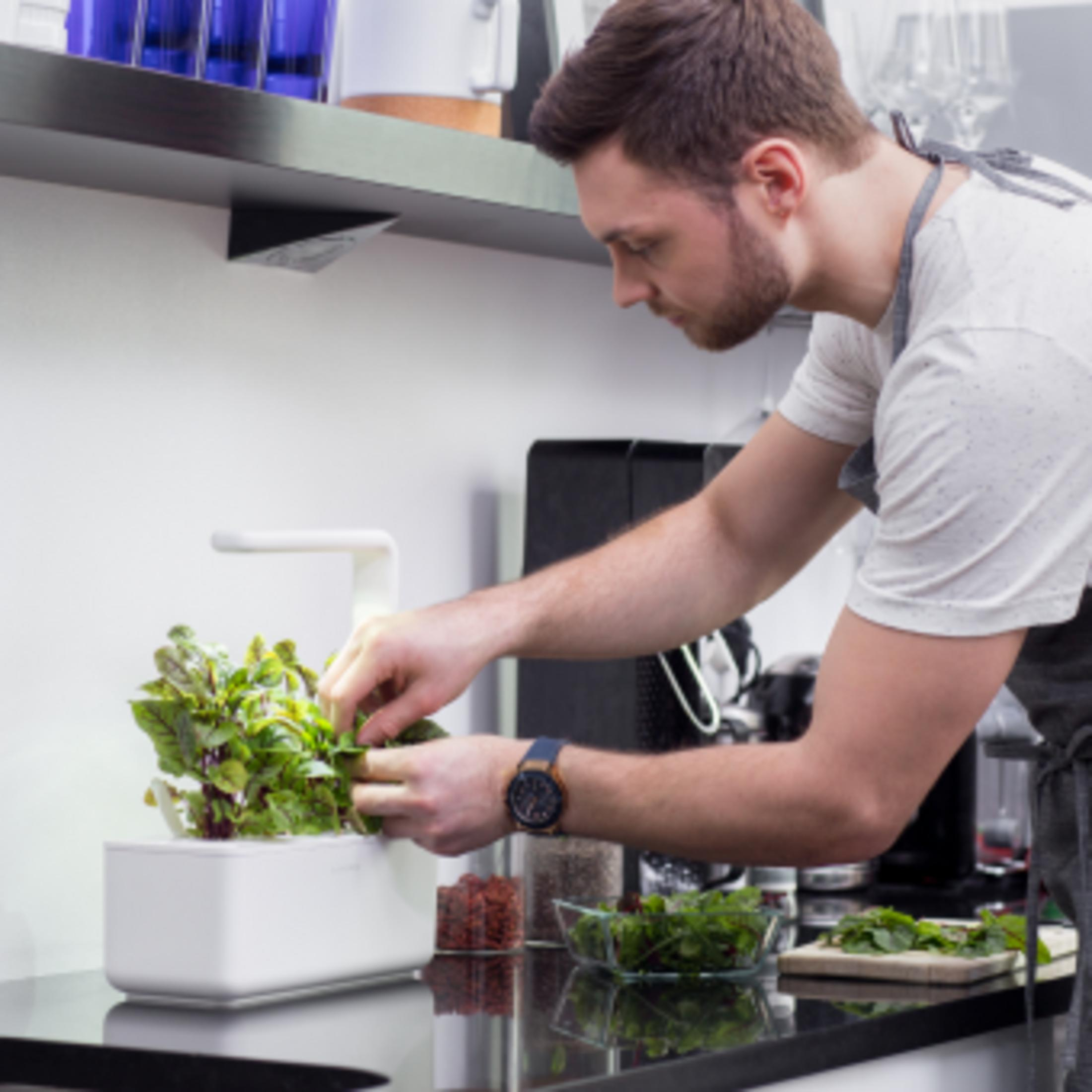 Uomo raccoglie erbe fresche da un giardino interno bianco.
