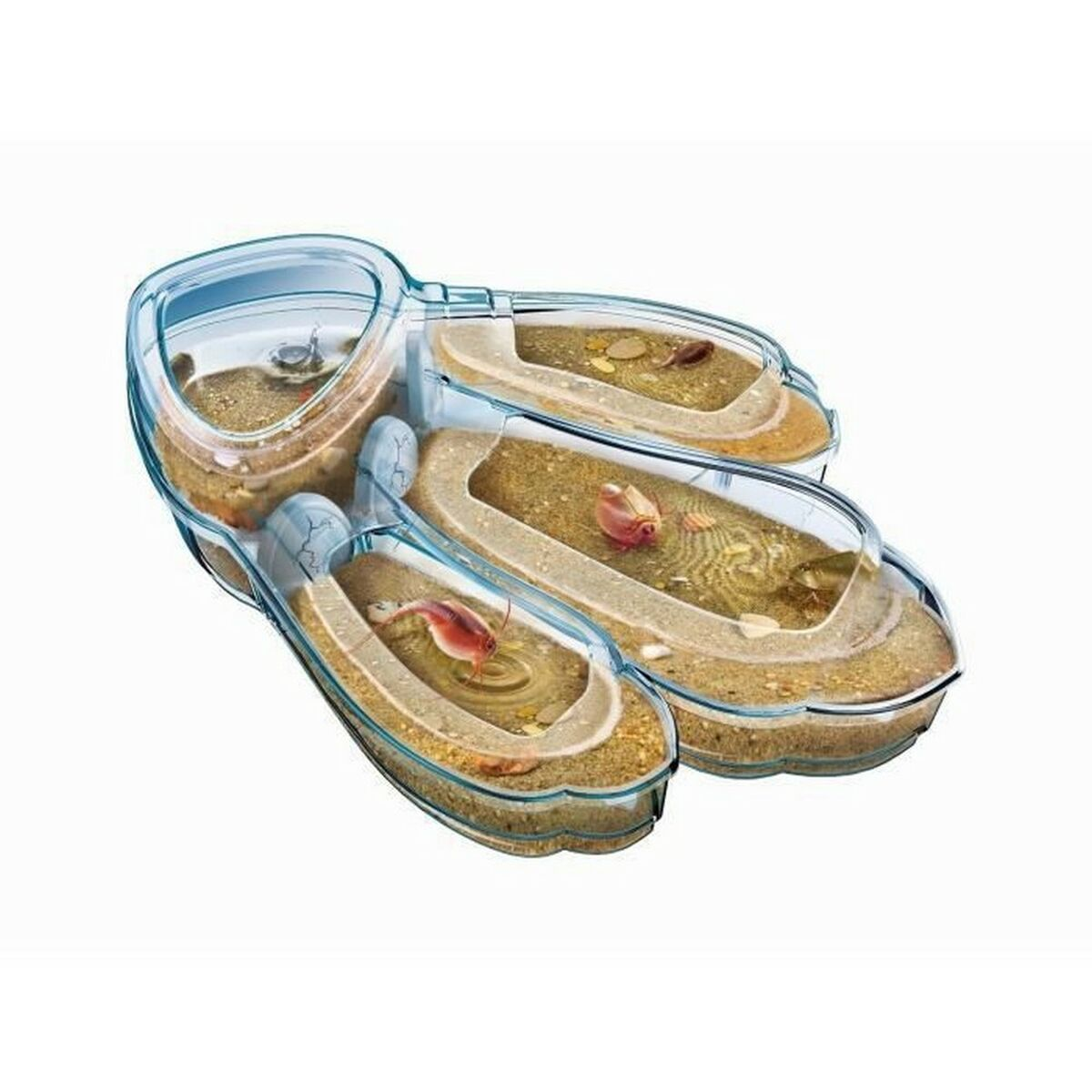 Ein transparentes Gehäuse mit drei Kammern, gefüllt mit Sand und Wasser, beherbergt kleine Krebstiere.