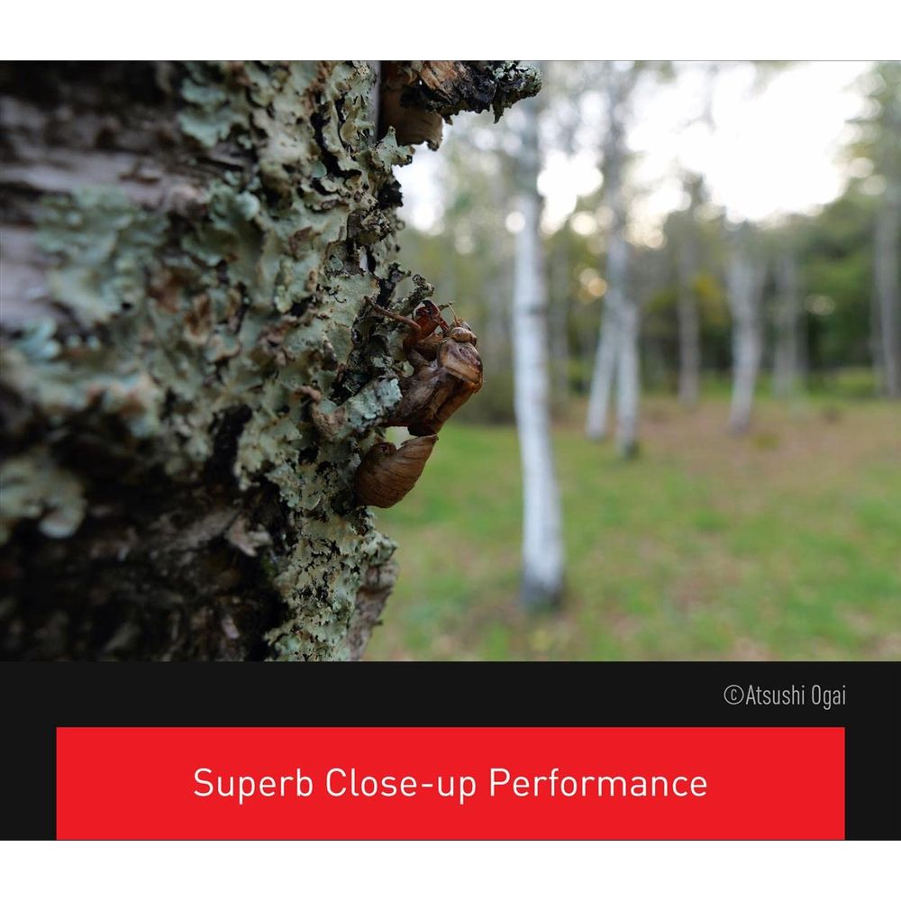 Puste egzoszkielet owada przyczepiony do omszałego pnia drzewa w lesie.