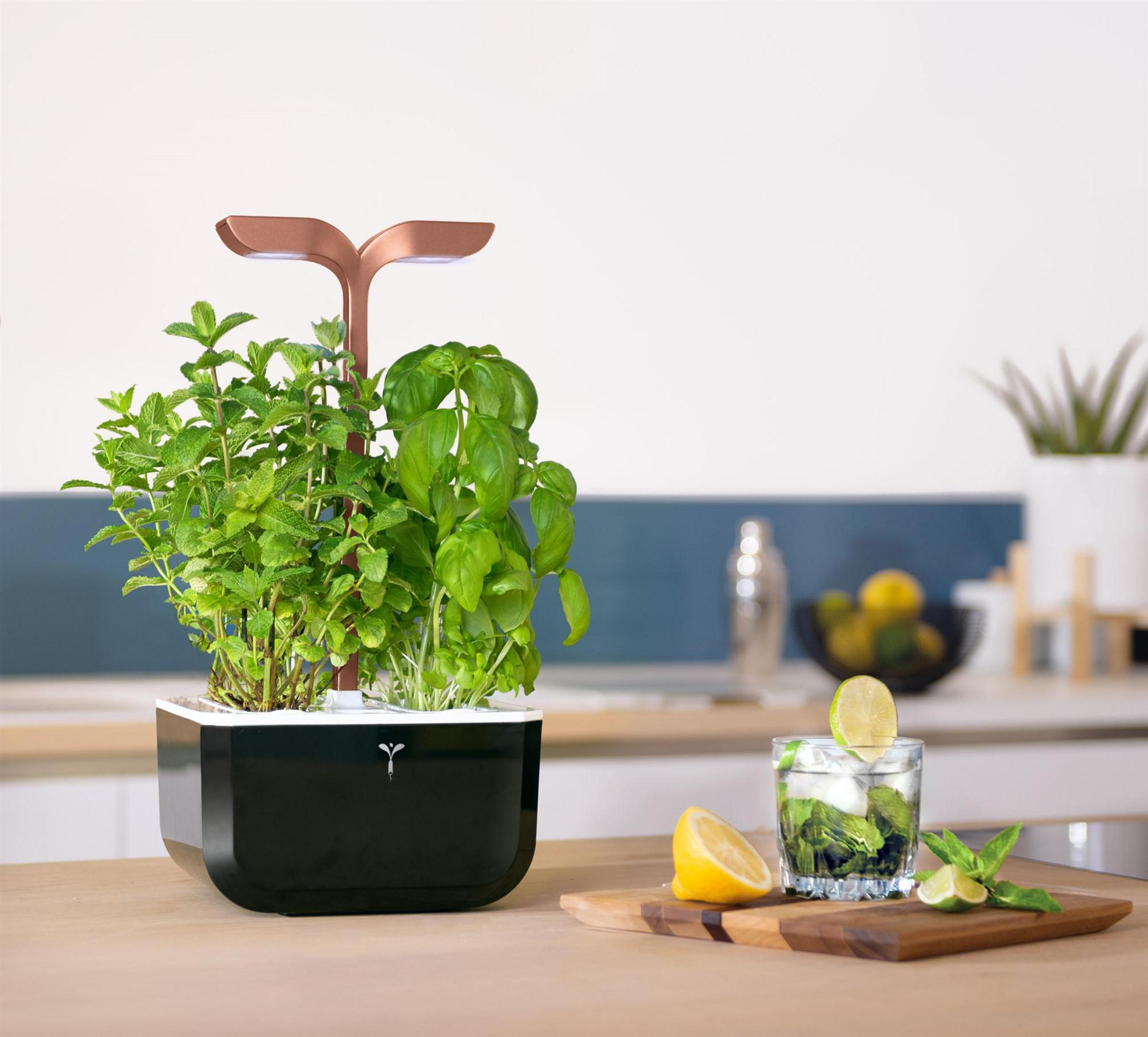 Ein Kräutergarten mit Minze und Basilikum neben einem Mojito.