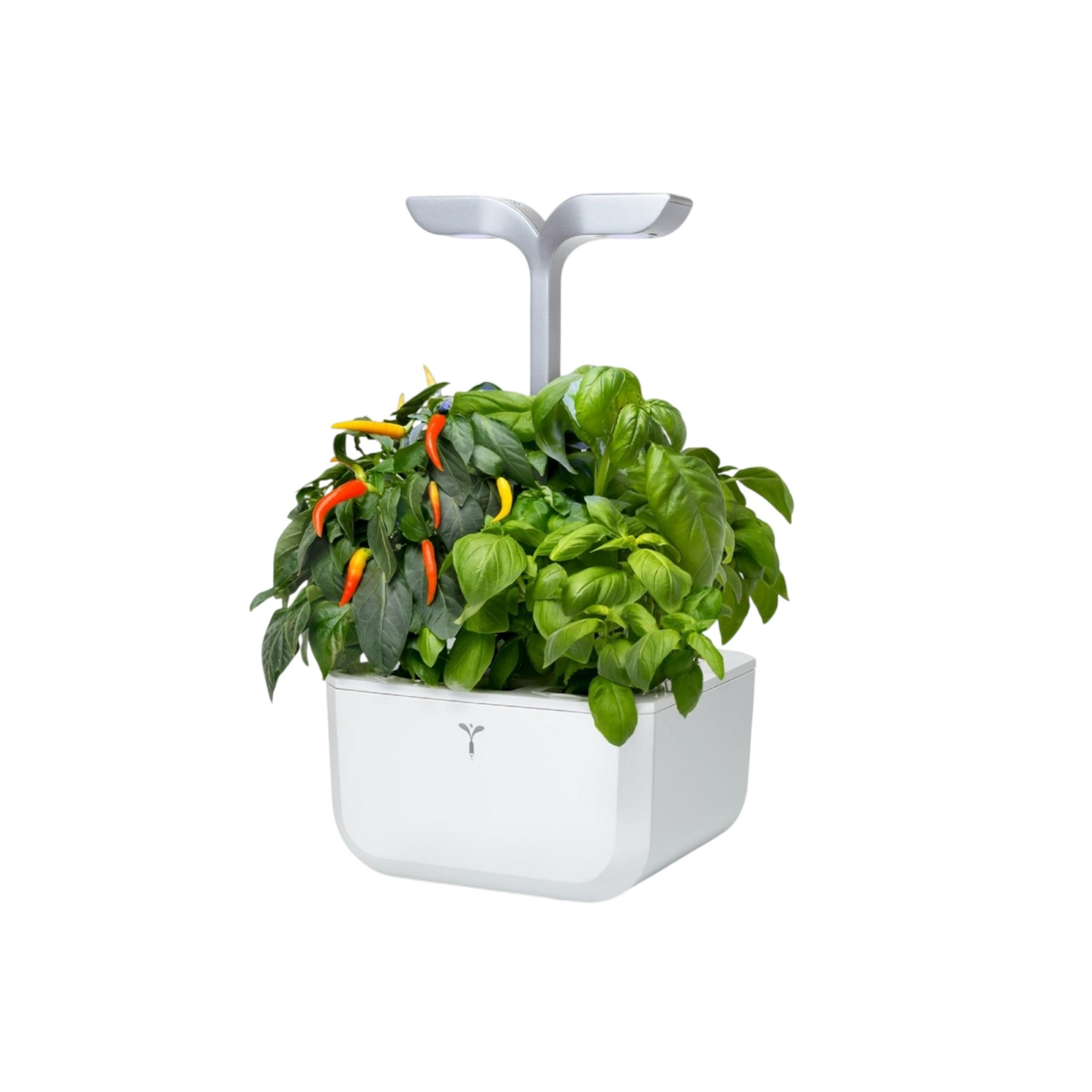 Ein weißer Behälter mit Pflanzen, darunter Chilis und Basilikum, beleuchtet von einer silbernen Lampe.