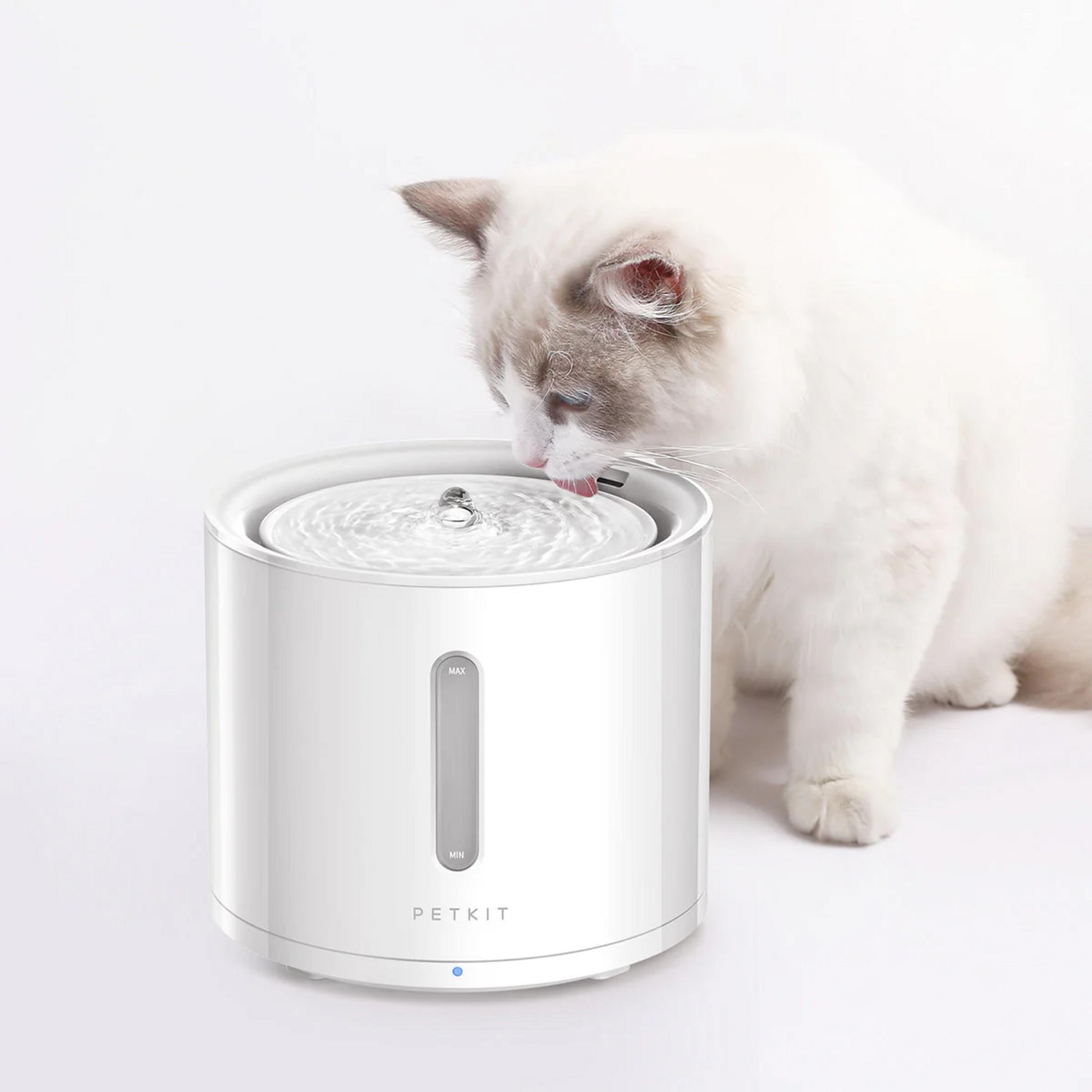 Un gatto bianco beve da una fontana bianca PETKIT su sfondo bianco.
