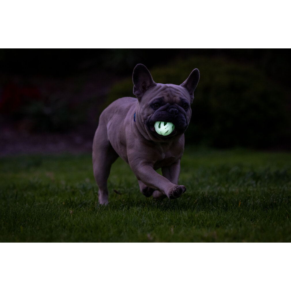 Un bulldog francese corre sull'erba con una palla luminosa in bocca.