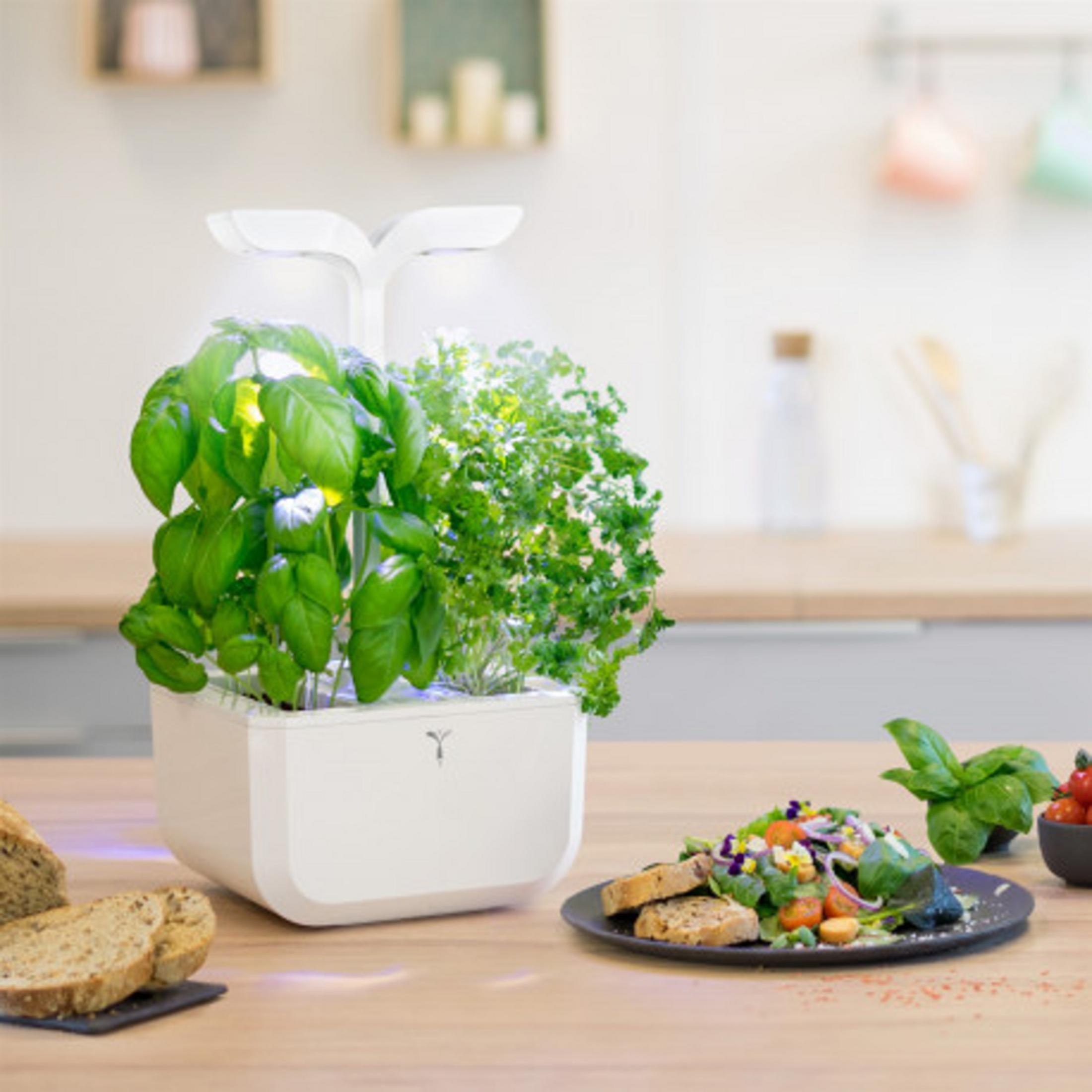 Ein weißer Indoor-Garten mit Kräutern und Salat auf einem Holztisch.