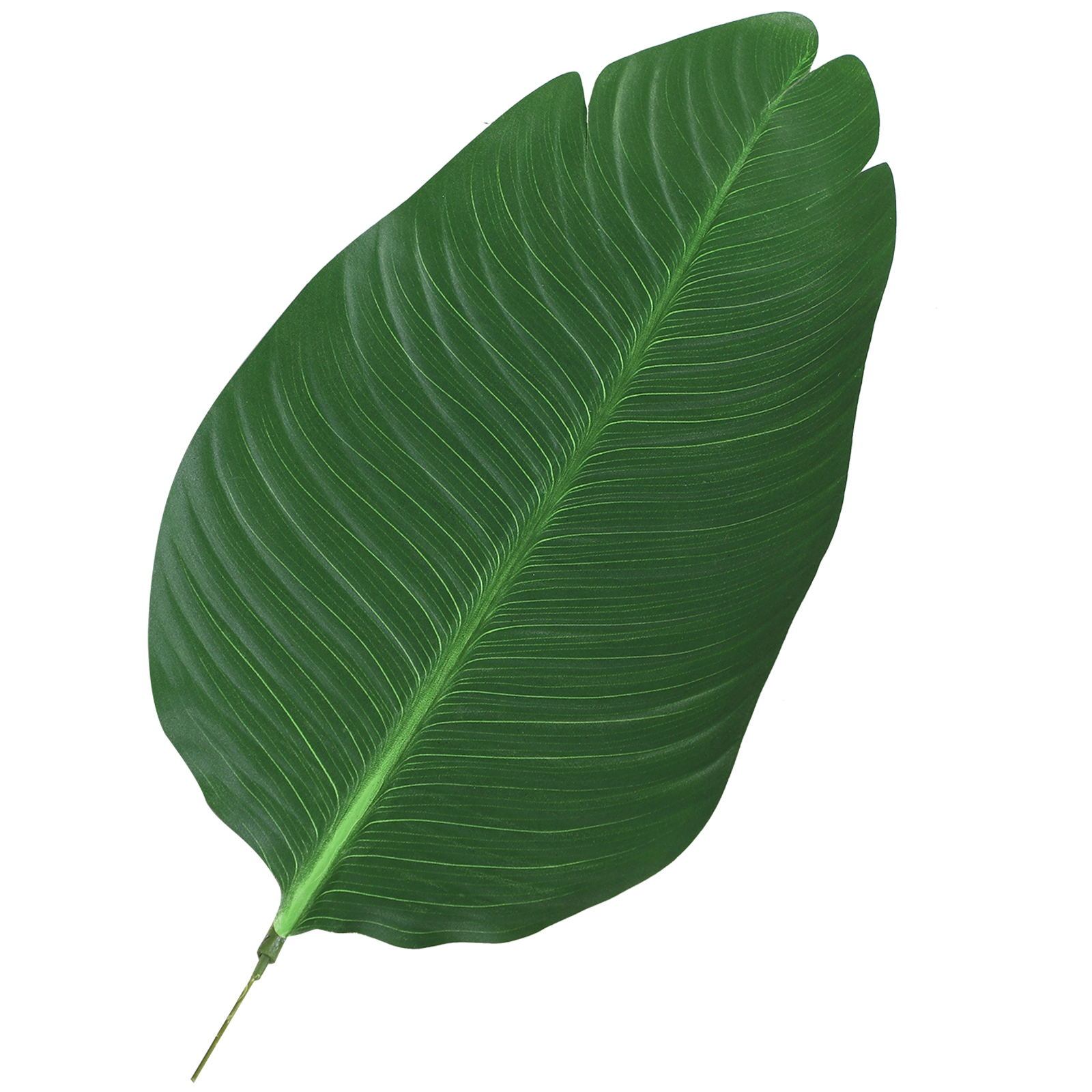 Una hoja verde oscura individual con finas venas paralelas sobre fondo blanco.